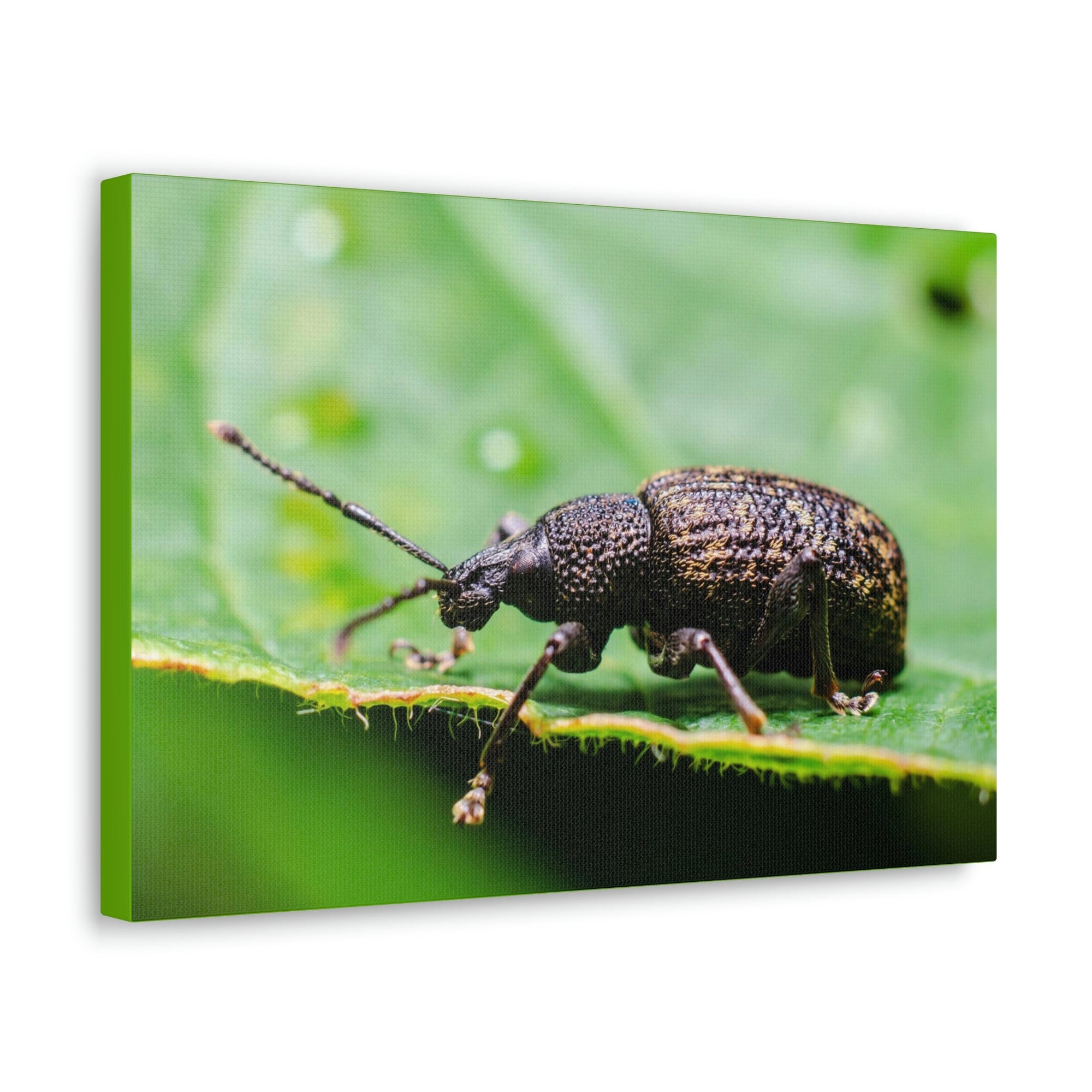 Scripture Walls Weevil Hunting Weevil on Hunt Print Animal Wall Art Wildlife Canvas Prints Wall Art Ready to Hang Unframed-Express Your Love Gifts