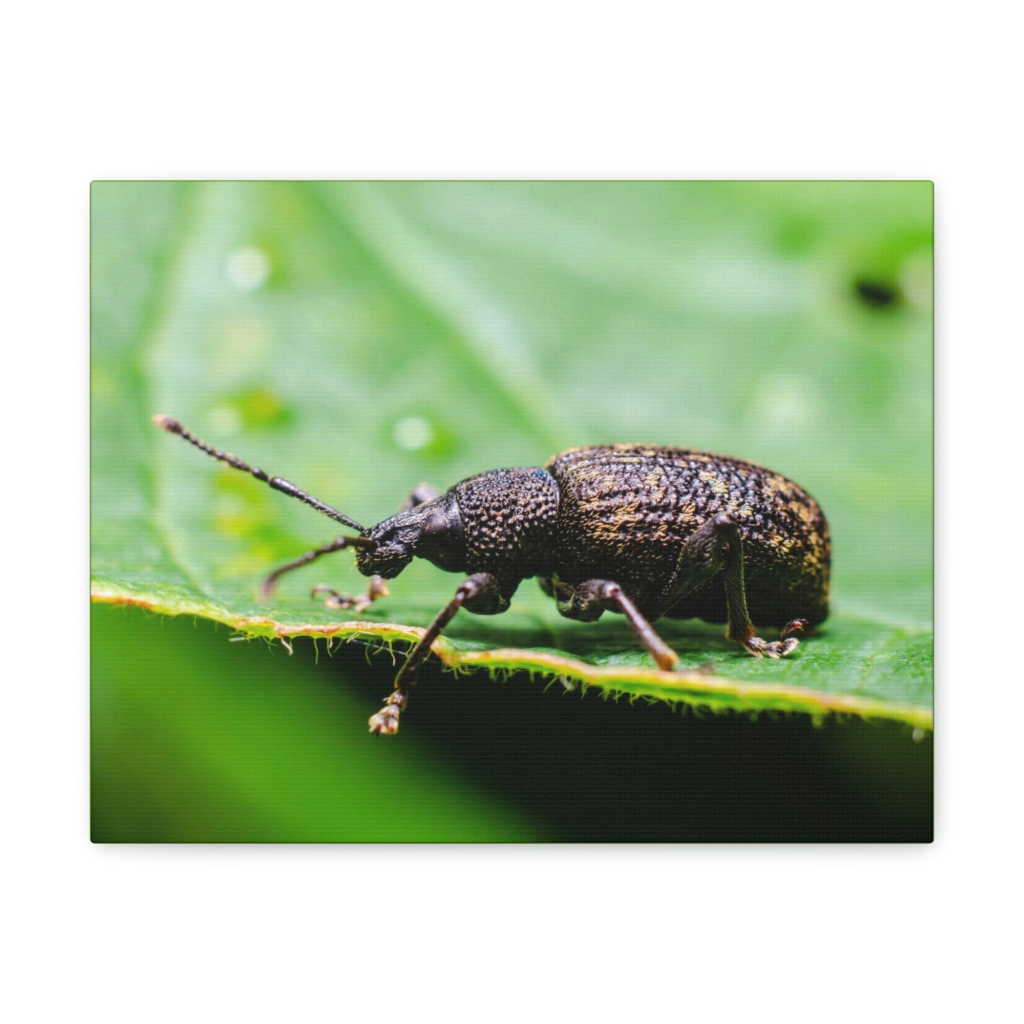 Scripture Walls Weevil Hunting Weevil on Hunt Print Animal Wall Art Wildlife Canvas Prints Wall Art Ready to Hang Unframed-Express Your Love Gifts