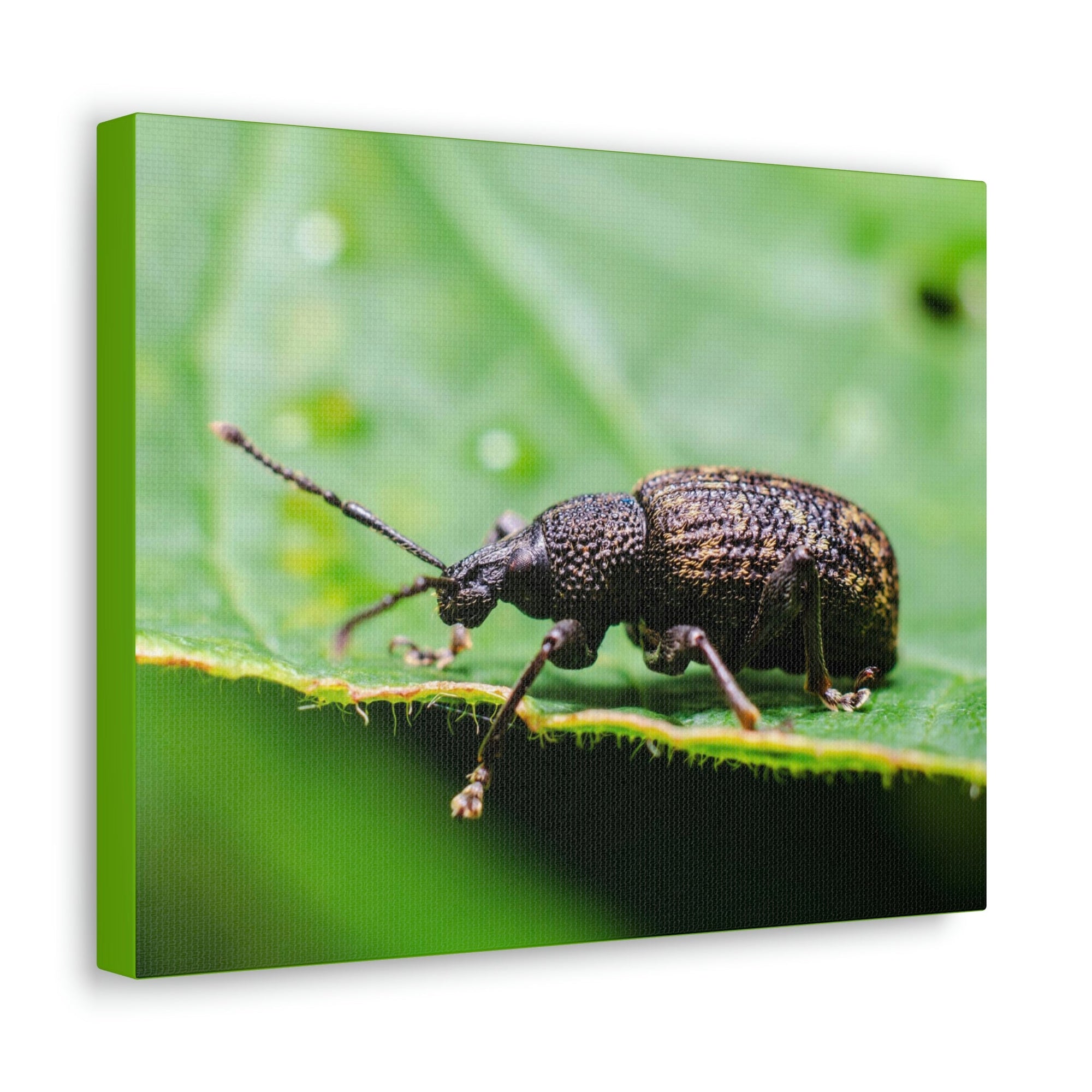 Scripture Walls Weevil Hunting Weevil on Hunt Print Animal Wall Art Wildlife Canvas Prints Wall Art Ready to Hang Unframed-Express Your Love Gifts