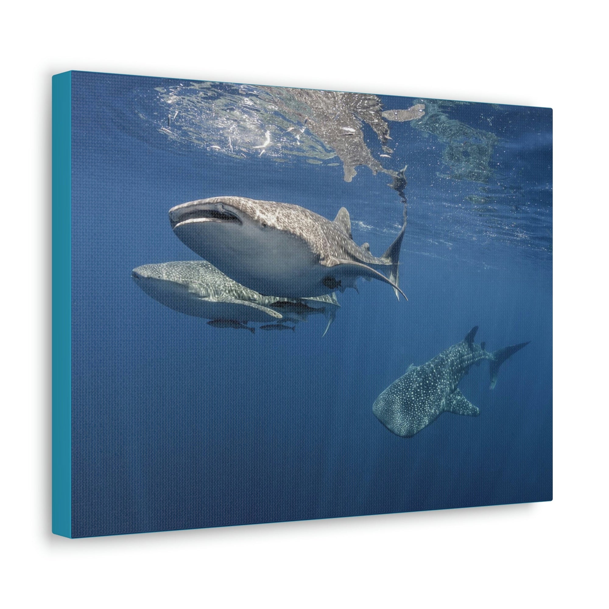 Scripture Walls Whale Shark Group Whale Shark Troop Print Animal Wall Art Wildlife Canvas Prints Wall Art Ready to Hang Unframed-Express Your Love Gifts