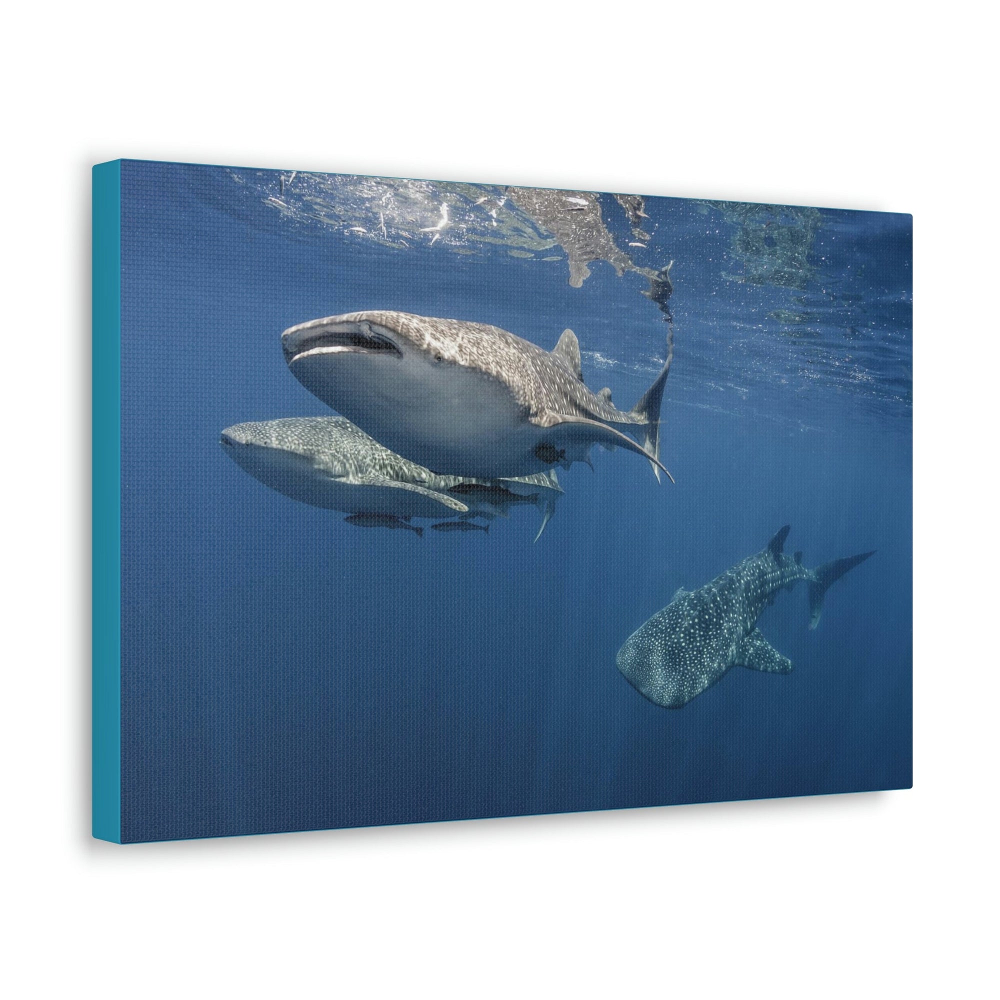 Scripture Walls Whale Shark Group Whale Shark Troop Print Animal Wall Art Wildlife Canvas Prints Wall Art Ready to Hang Unframed-Express Your Love Gifts