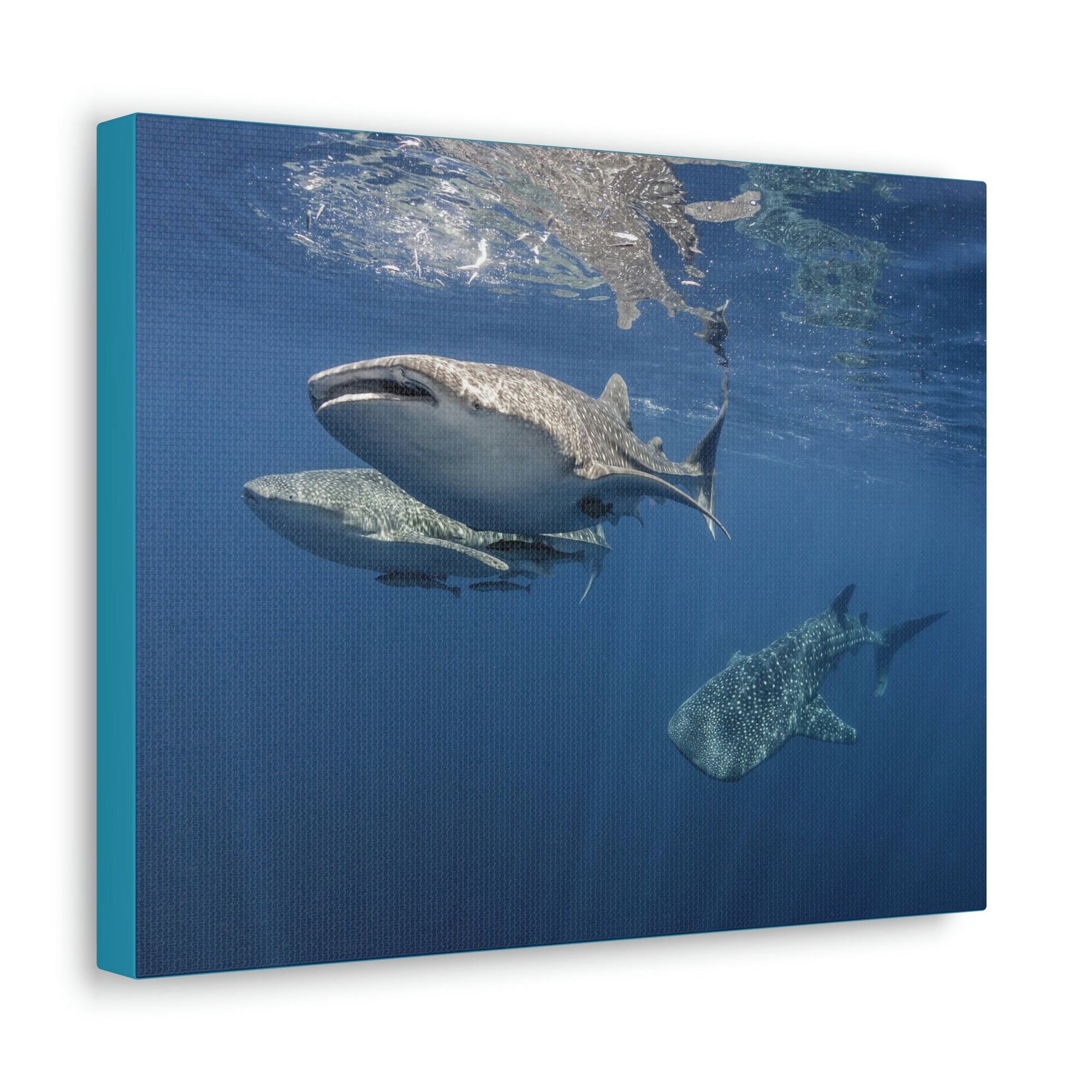 Scripture Walls Whale Shark Group Whale Shark Troop Print Animal Wall Art Wildlife Canvas Prints Wall Art Ready to Hang Unframed-Express Your Love Gifts