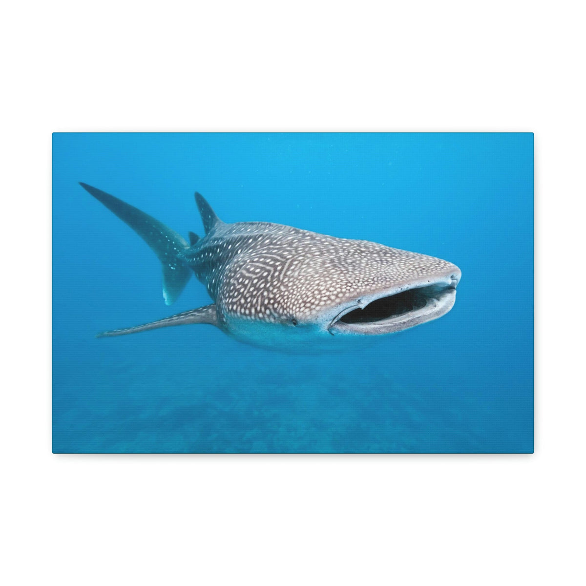 Scripture Walls Whale Shark Hunting Whale Shark on Hunt Print Animal Wall Art Wildlife Canvas Prints Wall Art Ready to Hang Unframed-Express Your Love Gifts