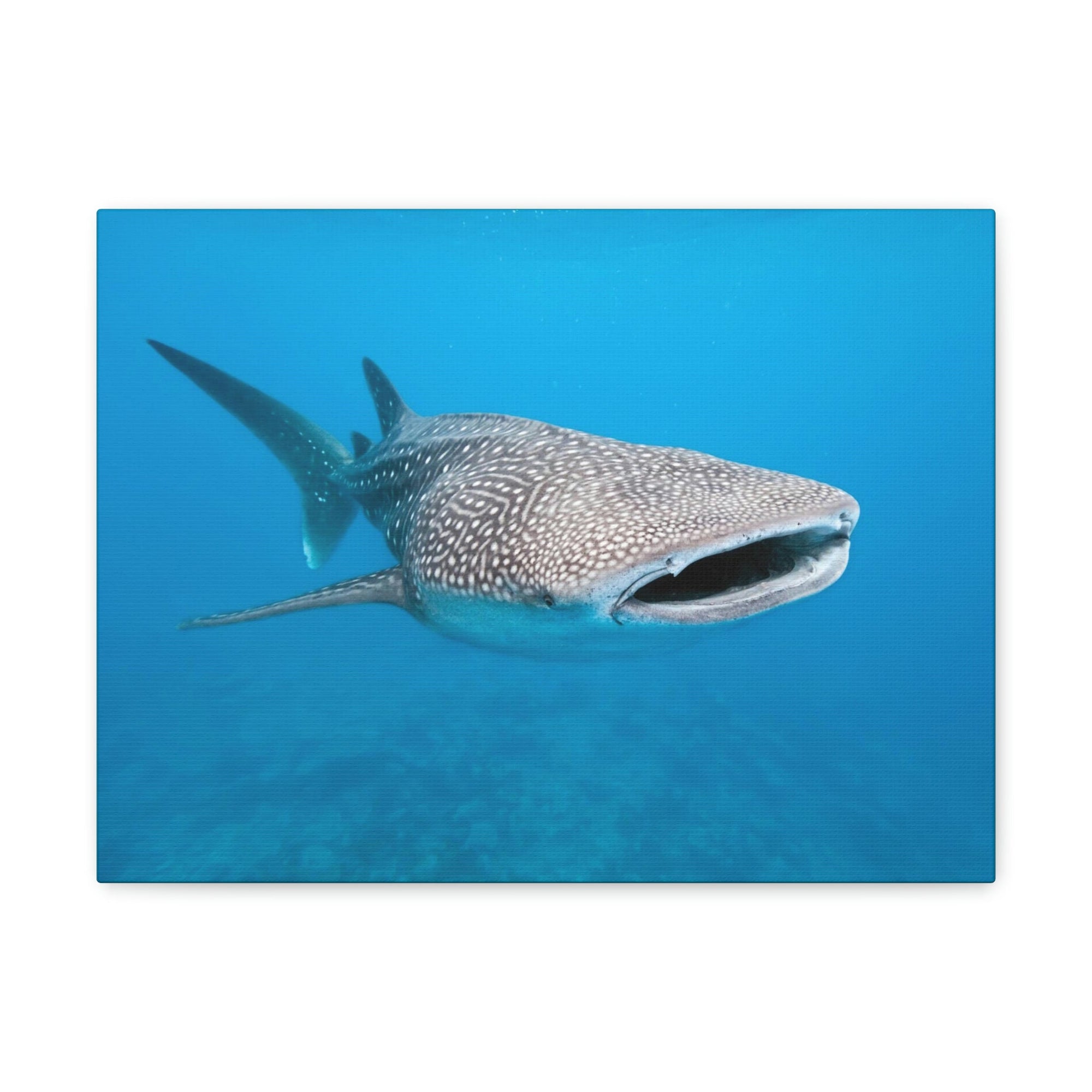 Scripture Walls Whale Shark Hunting Whale Shark on Hunt Print Animal Wall Art Wildlife Canvas Prints Wall Art Ready to Hang Unframed-Express Your Love Gifts