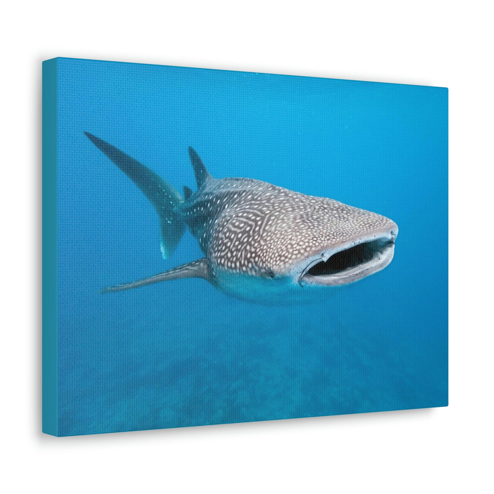 Scripture Walls Whale Shark Hunting Whale Shark on Hunt Print Animal Wall Art Wildlife Canvas Prints Wall Art Ready to Hang Unframed-Express Your Love Gifts