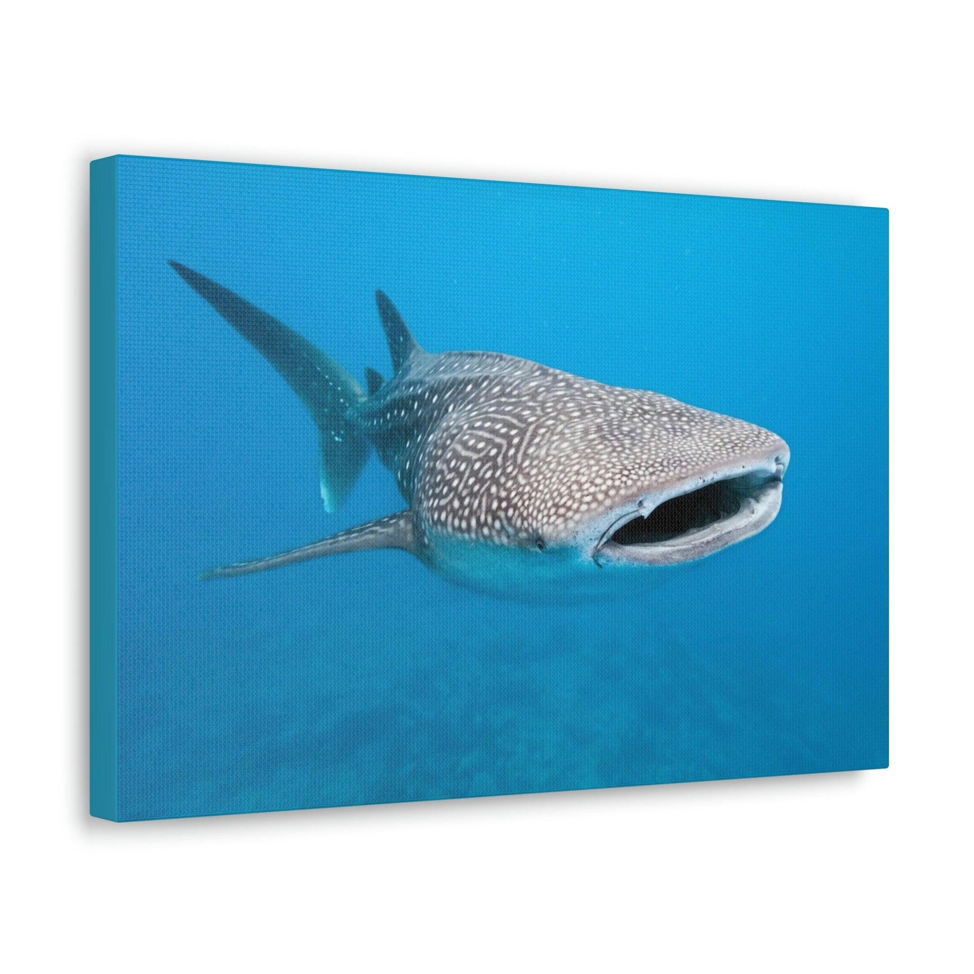 Scripture Walls Whale Shark Hunting Whale Shark on Hunt Print Animal Wall Art Wildlife Canvas Prints Wall Art Ready to Hang Unframed-Express Your Love Gifts