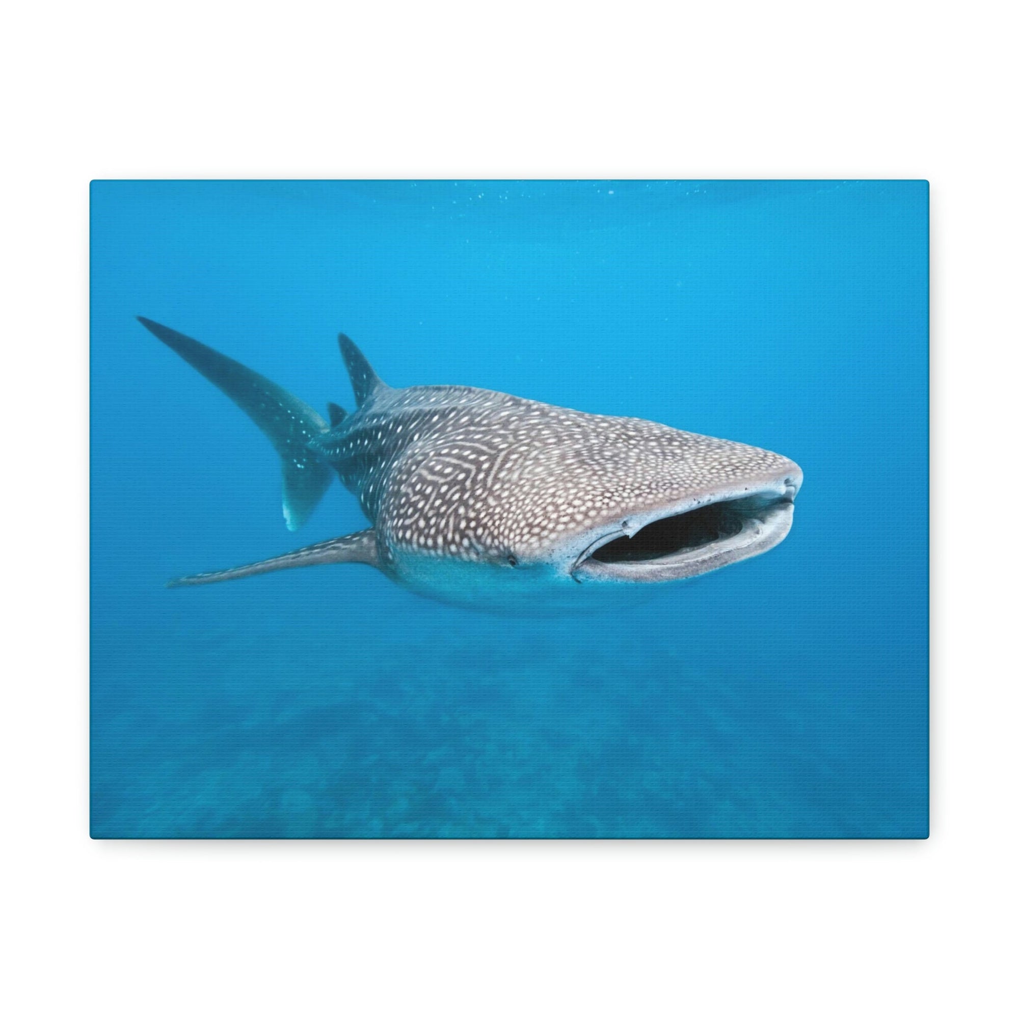 Scripture Walls Whale Shark Hunting Whale Shark on Hunt Print Animal Wall Art Wildlife Canvas Prints Wall Art Ready to Hang Unframed-Express Your Love Gifts