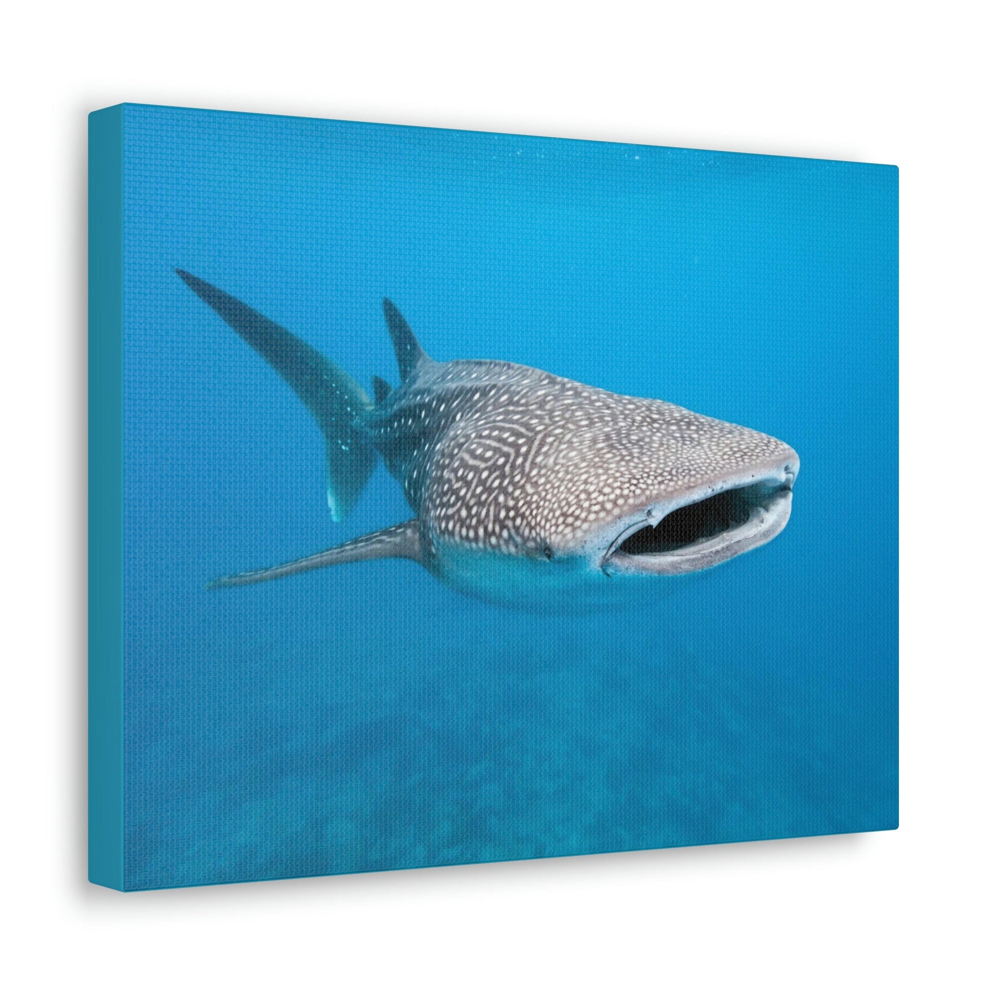 Scripture Walls Whale Shark Hunting Whale Shark on Hunt Print Animal Wall Art Wildlife Canvas Prints Wall Art Ready to Hang Unframed-Express Your Love Gifts