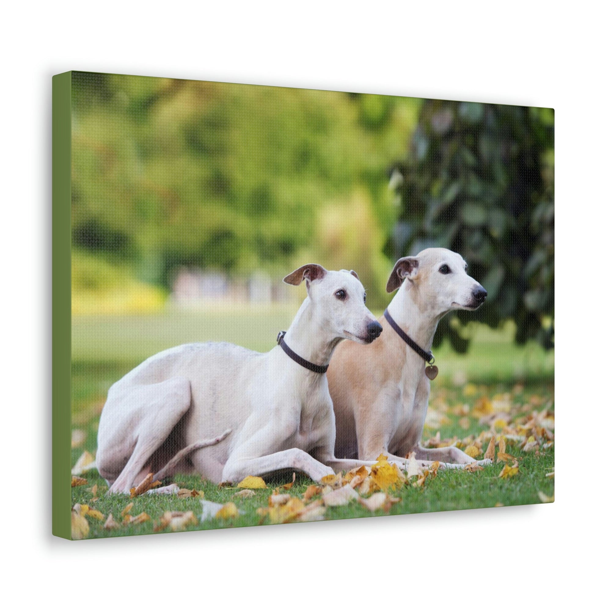 Scripture Walls Whippet Couple Whippet Couple Print Animal Wall Art Wildlife Canvas Prints Wall Art Ready to Hang Unframed-Express Your Love Gifts