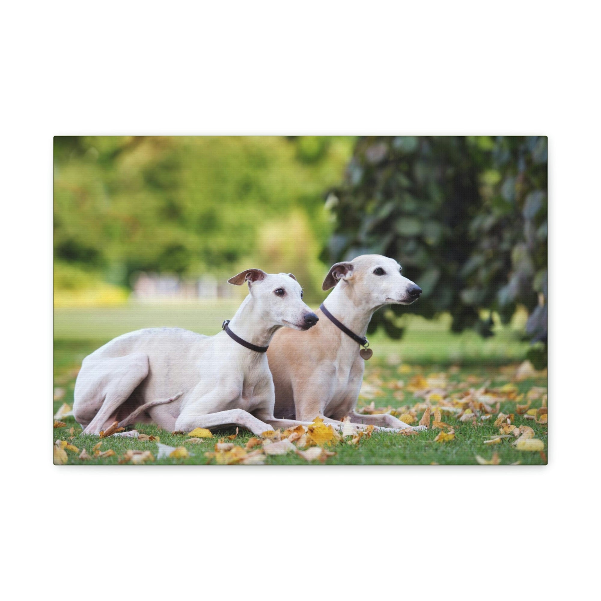 Scripture Walls Whippet Couple Whippet Couple Print Animal Wall Art Wildlife Canvas Prints Wall Art Ready to Hang Unframed-Express Your Love Gifts