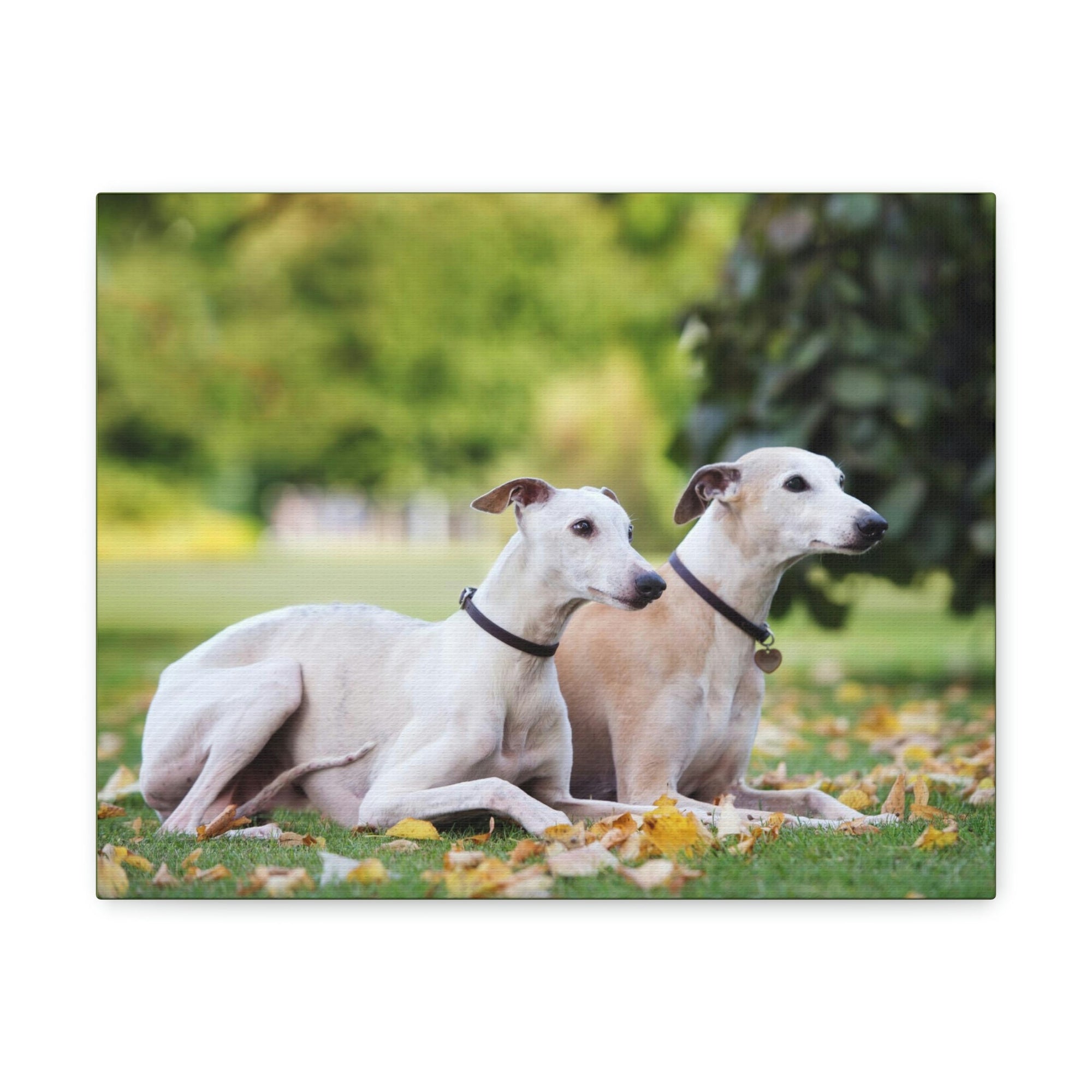 Scripture Walls Whippet Couple Whippet Couple Print Animal Wall Art Wildlife Canvas Prints Wall Art Ready to Hang Unframed-Express Your Love Gifts