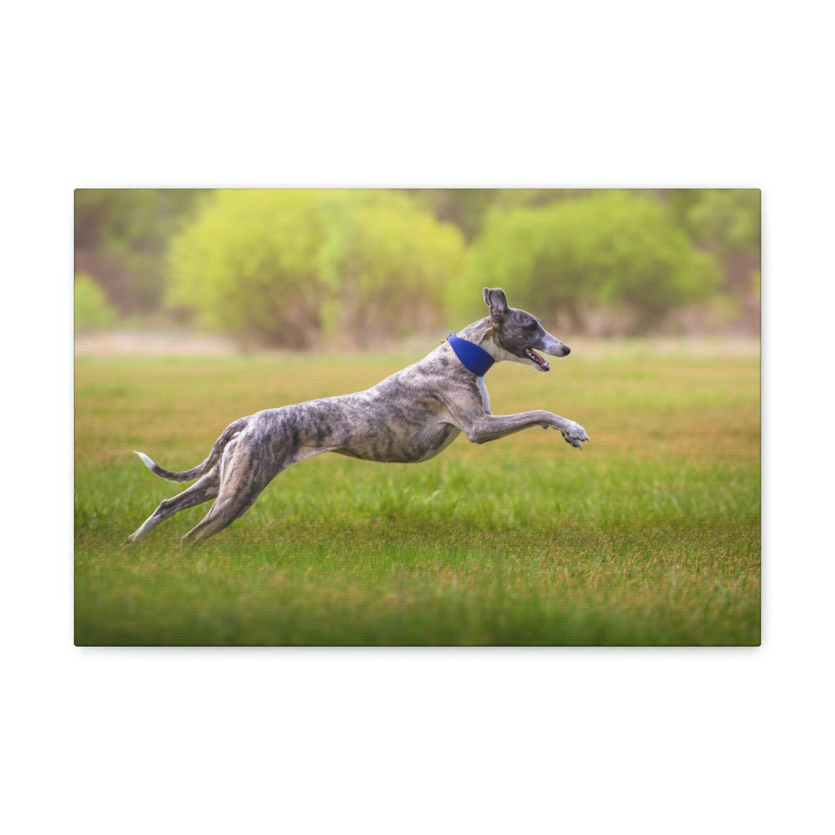 Scripture Walls Whippet Hunting Whippet on Hunt Print Animal Wall Art Wildlife Canvas Prints Wall Art Ready to Hang Unframed-Express Your Love Gifts