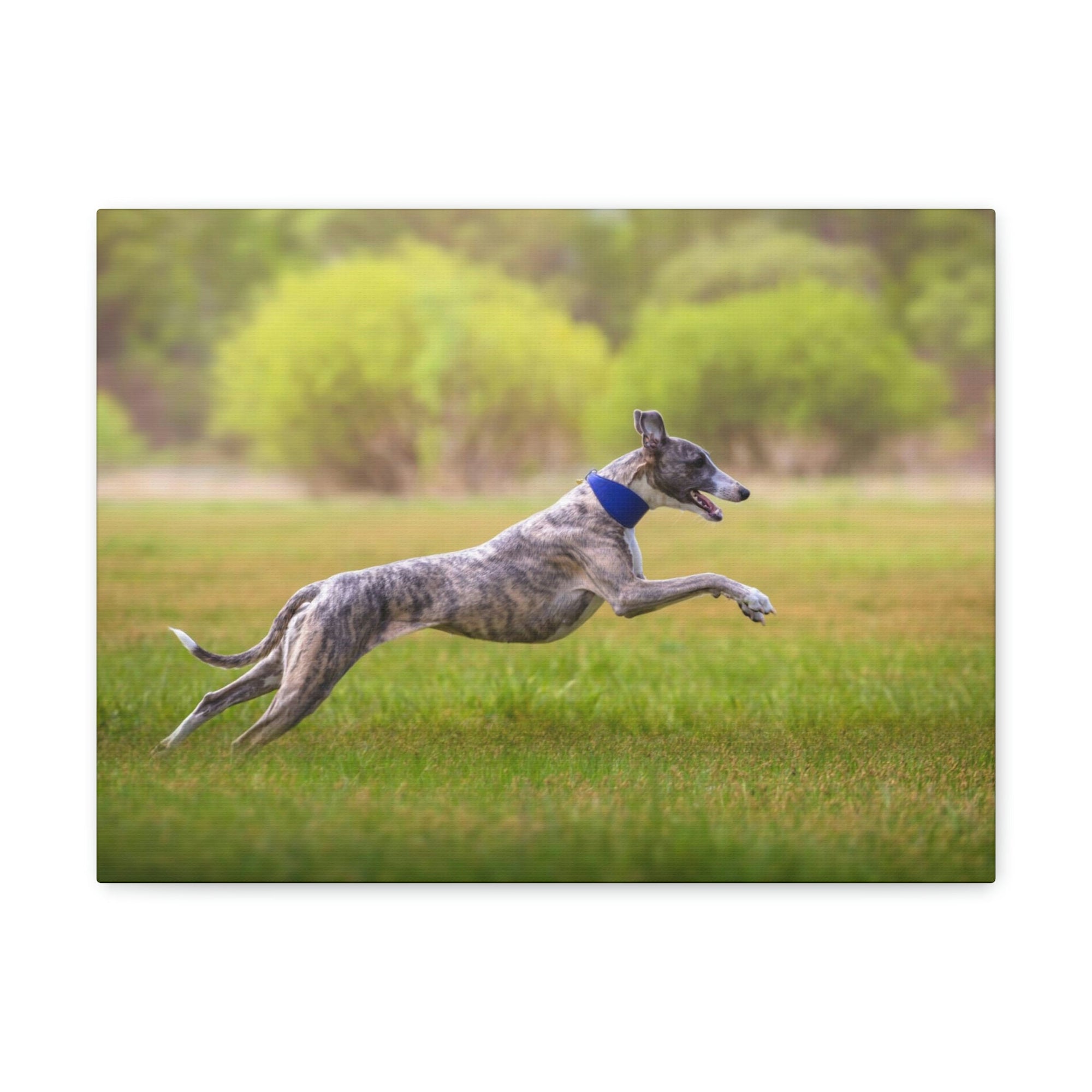 Scripture Walls Whippet Hunting Whippet on Hunt Print Animal Wall Art Wildlife Canvas Prints Wall Art Ready to Hang Unframed-Express Your Love Gifts