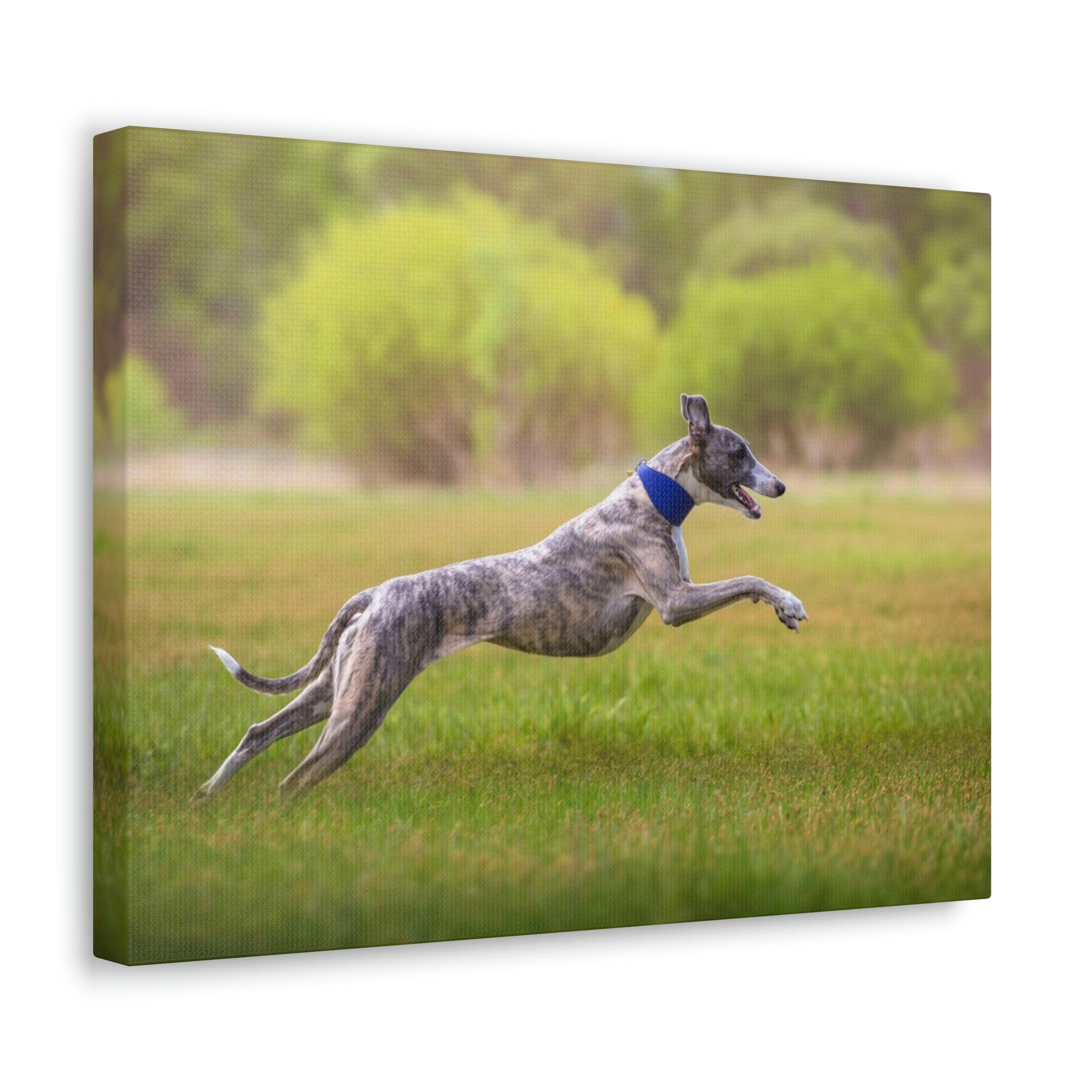 Scripture Walls Whippet Hunting Whippet on Hunt Print Animal Wall Art Wildlife Canvas Prints Wall Art Ready to Hang Unframed-Express Your Love Gifts