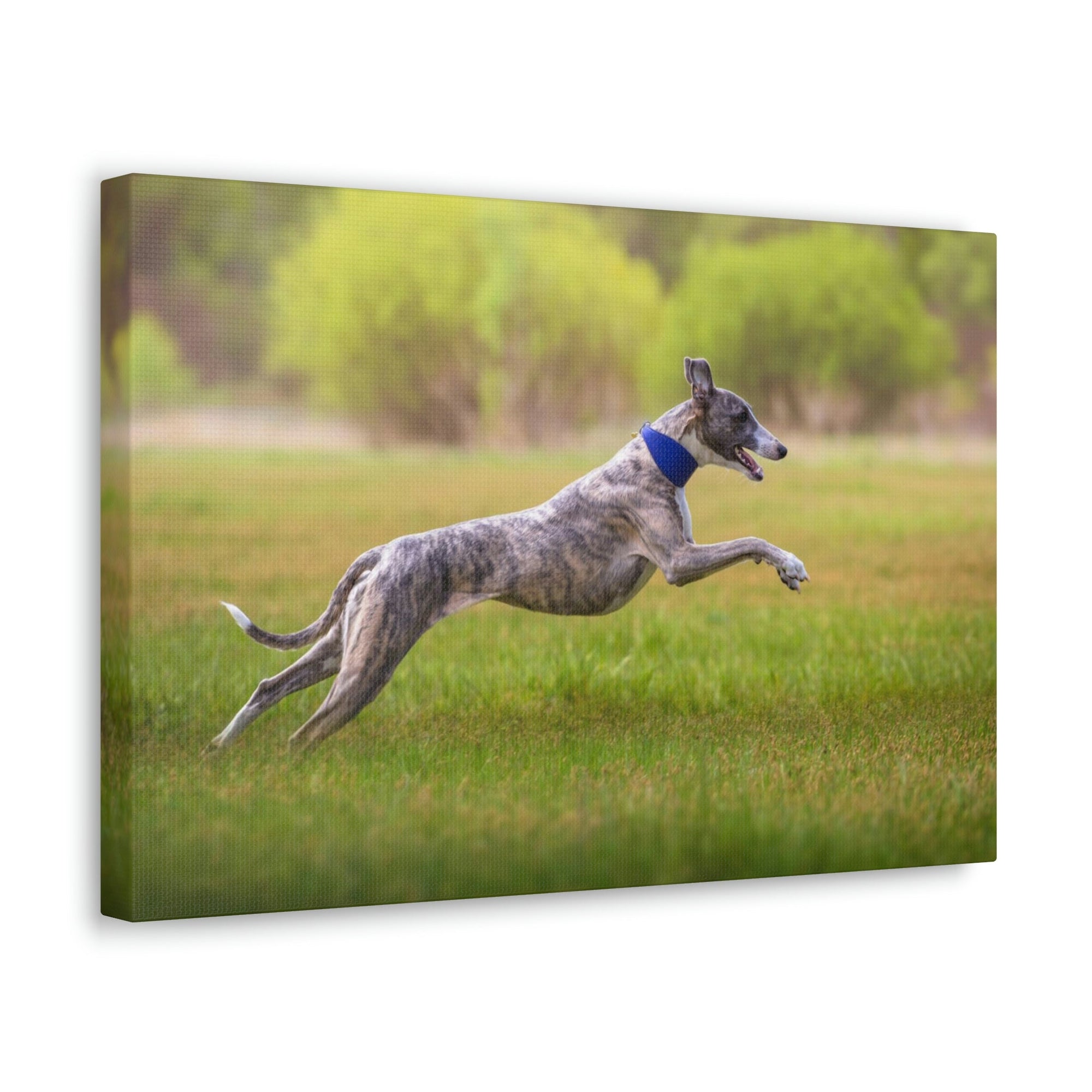 Scripture Walls Whippet Hunting Whippet on Hunt Print Animal Wall Art Wildlife Canvas Prints Wall Art Ready to Hang Unframed-Express Your Love Gifts