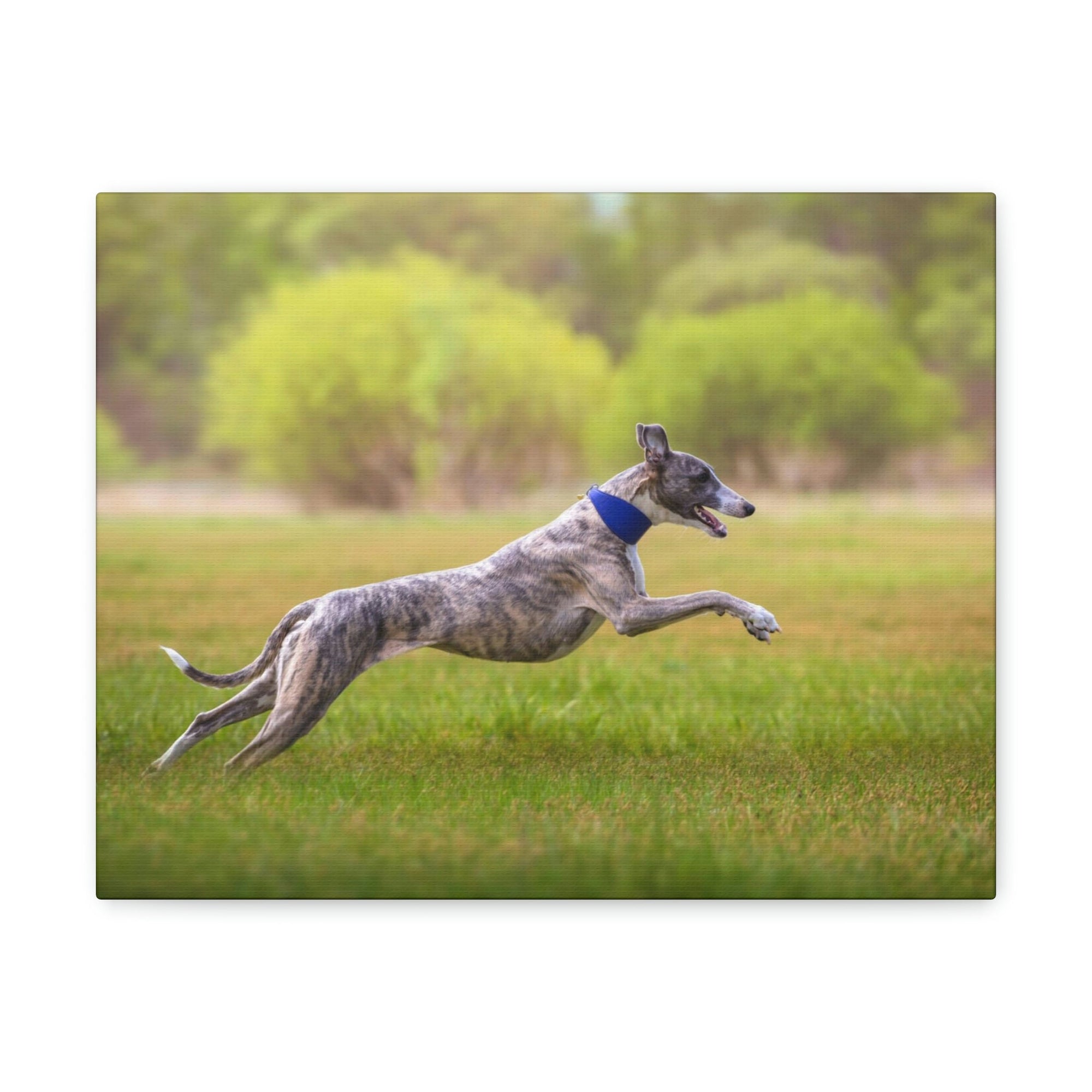 Scripture Walls Whippet Hunting Whippet on Hunt Print Animal Wall Art Wildlife Canvas Prints Wall Art Ready to Hang Unframed-Express Your Love Gifts