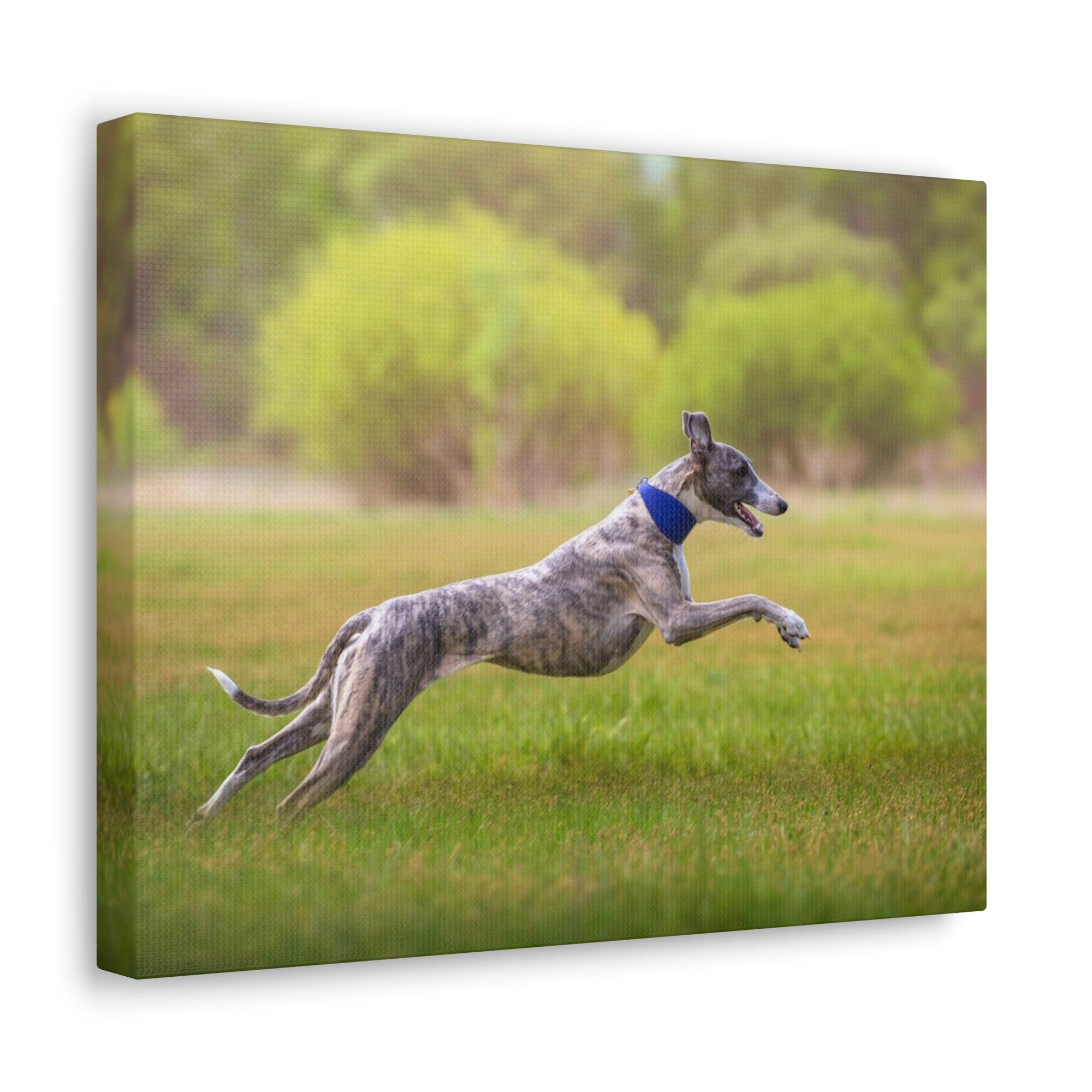 Scripture Walls Whippet Hunting Whippet on Hunt Print Animal Wall Art Wildlife Canvas Prints Wall Art Ready to Hang Unframed-Express Your Love Gifts