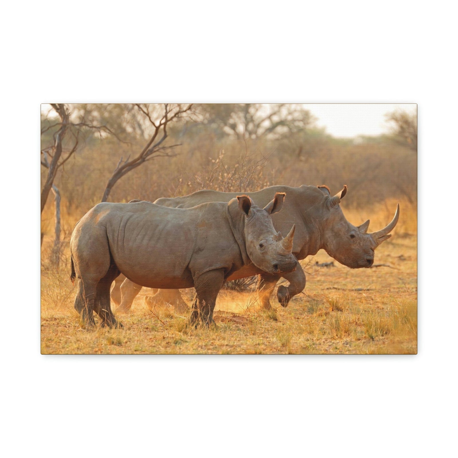 Scripture Walls White Rhino Couple White Rhino Couple Print Animal Wall Art Wildlife Canvas Prints Wall Art Ready to Hang Unframed-Express Your Love Gifts