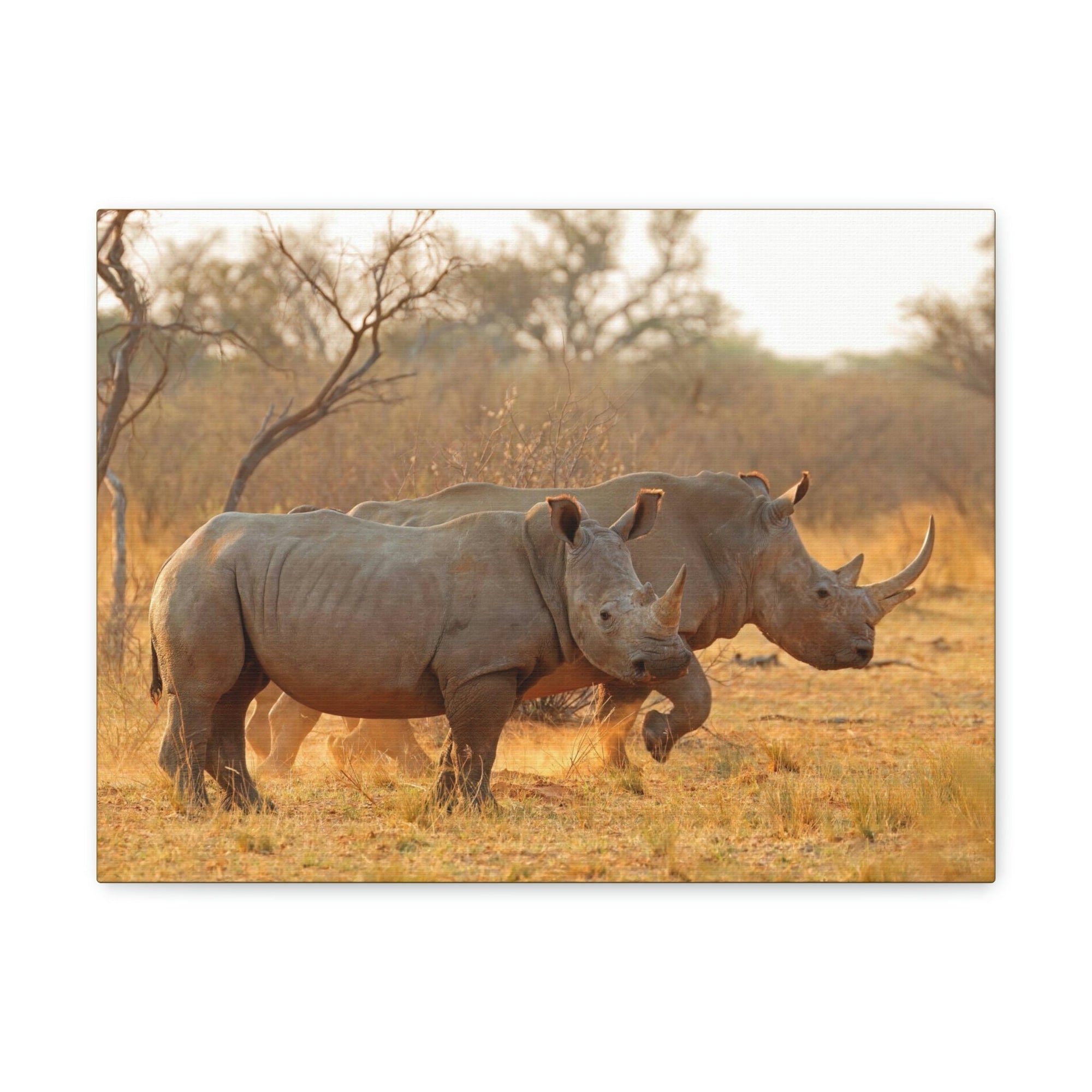 Scripture Walls White Rhino Couple White Rhino Couple Print Animal Wall Art Wildlife Canvas Prints Wall Art Ready to Hang Unframed-Express Your Love Gifts