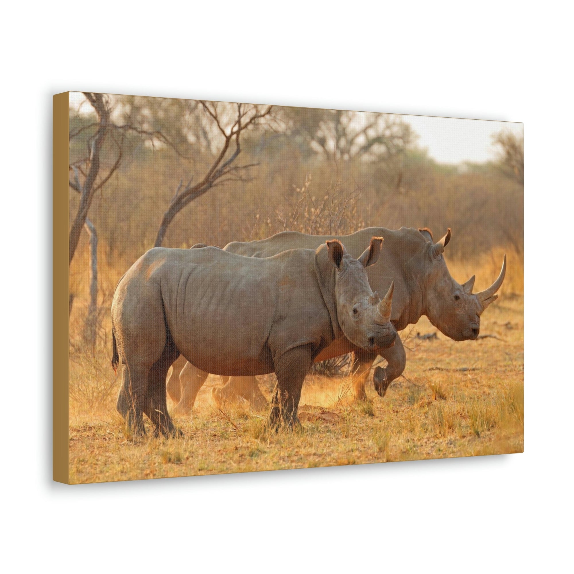 Scripture Walls White Rhino Couple White Rhino Couple Print Animal Wall Art Wildlife Canvas Prints Wall Art Ready to Hang Unframed-Express Your Love Gifts