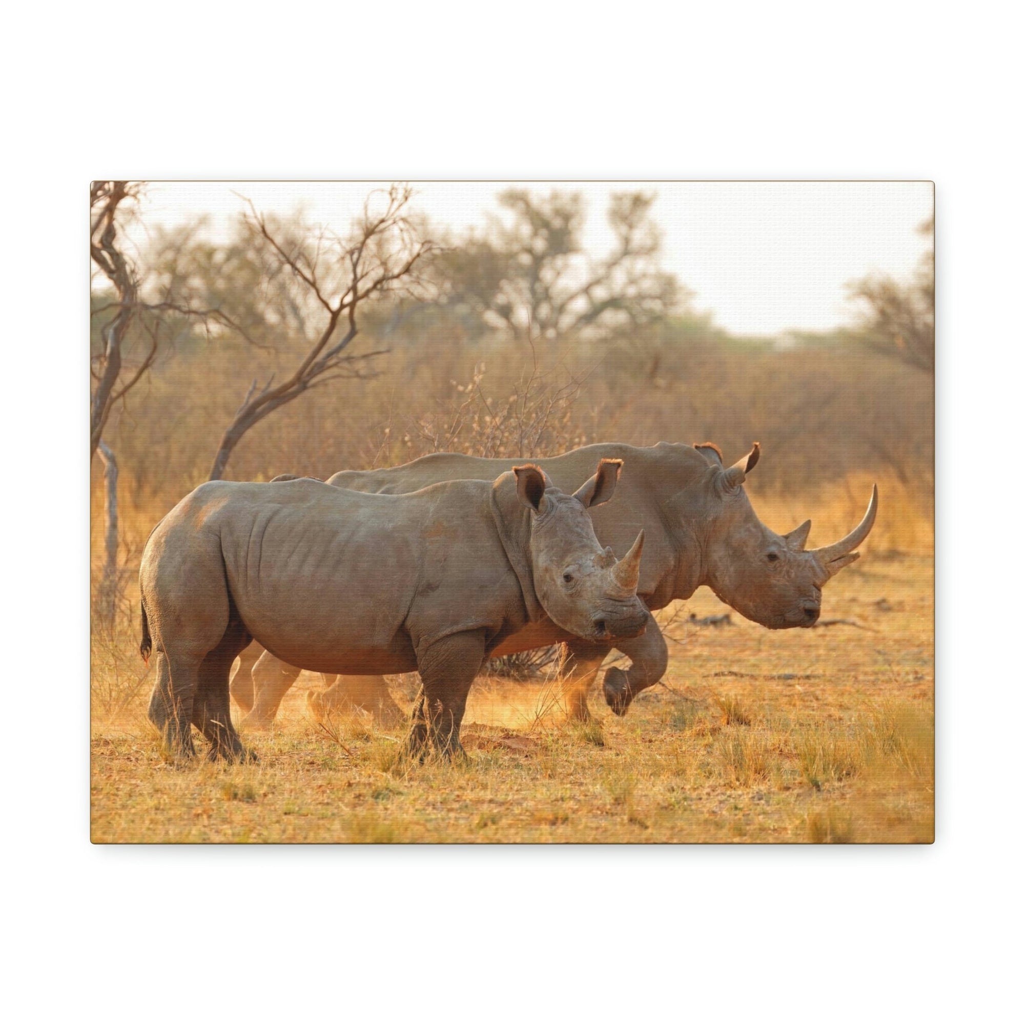 Scripture Walls White Rhino Couple White Rhino Couple Print Animal Wall Art Wildlife Canvas Prints Wall Art Ready to Hang Unframed-Express Your Love Gifts