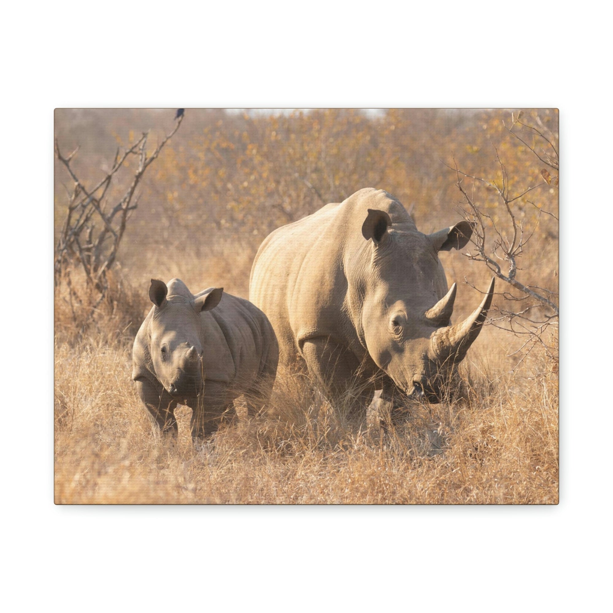 Scripture Walls White Rhino Hunting White Rhino on Hunt Print Animal Wall Art Wildlife Canvas Prints Wall Art Ready to Hang Unframed-Express Your Love Gifts