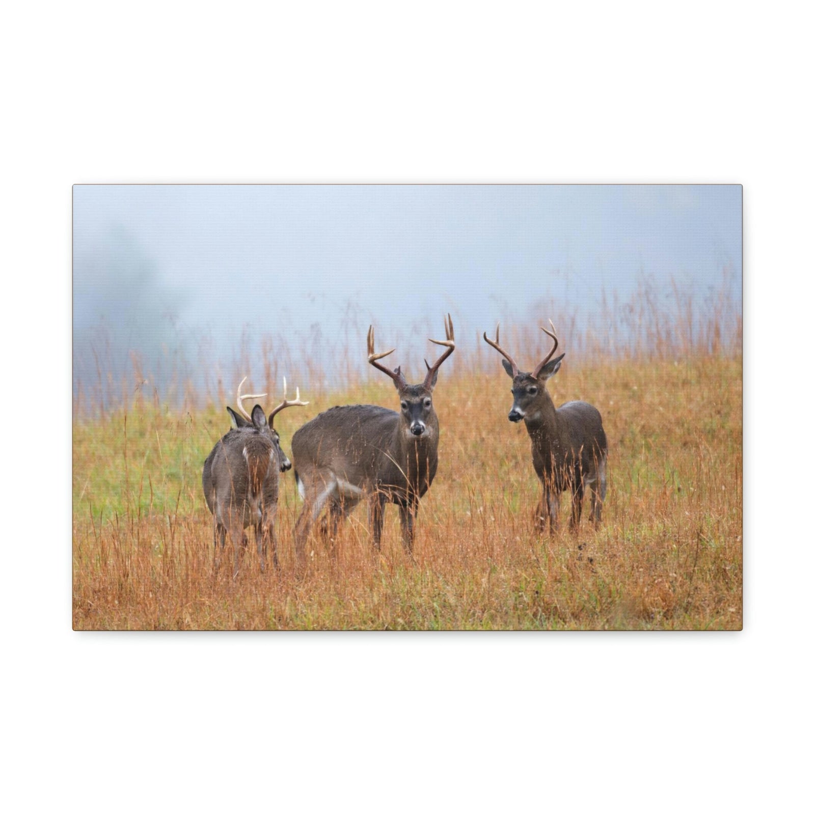 Scripture Walls White Tailed Deer Group White Tailed Deer Troop Print Animal Wall Art Wildlife Canvas Prints Wall Art Ready to Hang Unframed-Express Your Love Gifts