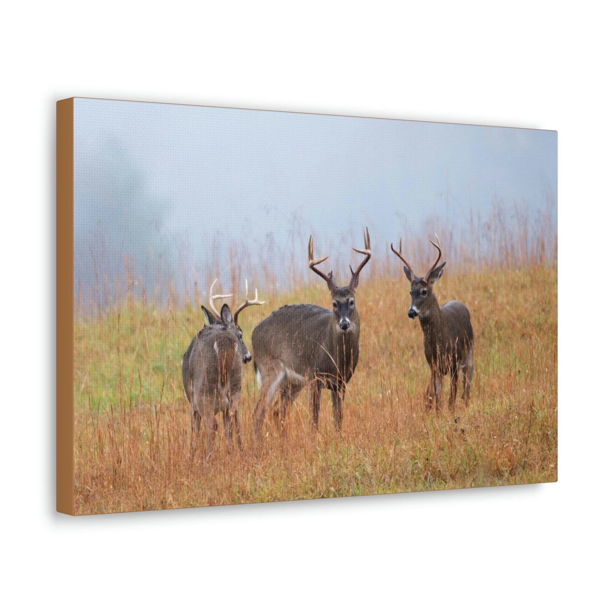 Scripture Walls White Tailed Deer Group White Tailed Deer Troop Print Animal Wall Art Wildlife Canvas Prints Wall Art Ready to Hang Unframed-Express Your Love Gifts