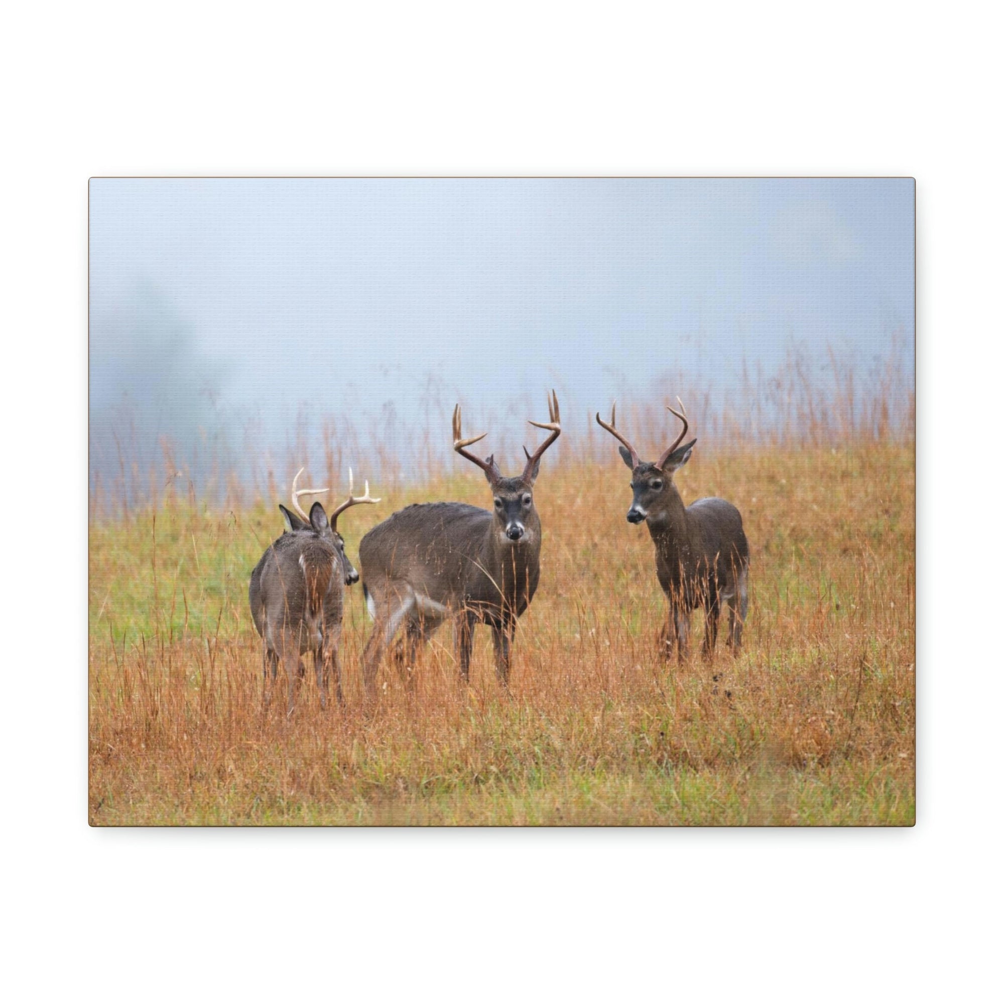 Scripture Walls White Tailed Deer Group White Tailed Deer Troop Print Animal Wall Art Wildlife Canvas Prints Wall Art Ready to Hang Unframed-Express Your Love Gifts