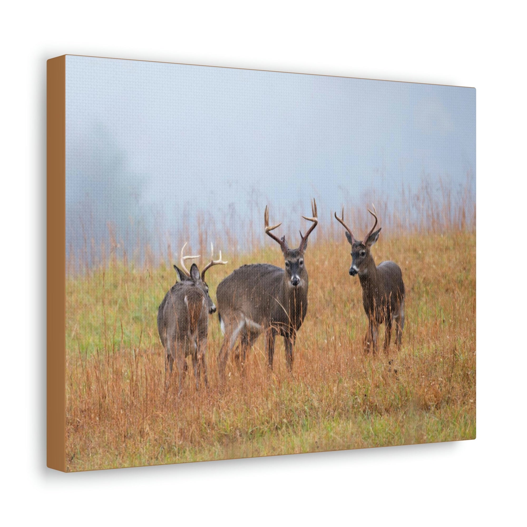 Scripture Walls White Tailed Deer Group White Tailed Deer Troop Print Animal Wall Art Wildlife Canvas Prints Wall Art Ready to Hang Unframed-Express Your Love Gifts