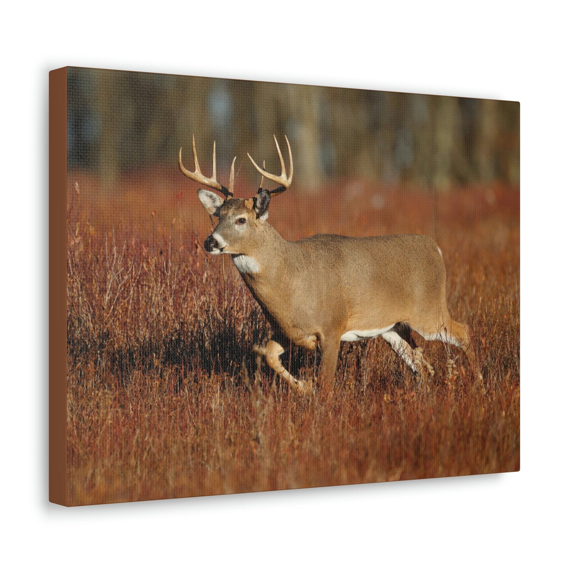 Scripture Walls White Tailed Deer Hunting White Tailed Deer on Hunt Print Animal Wall Art Wildlife Canvas Prints Wall Art Ready to Hang Unframed-Express Your Love Gifts