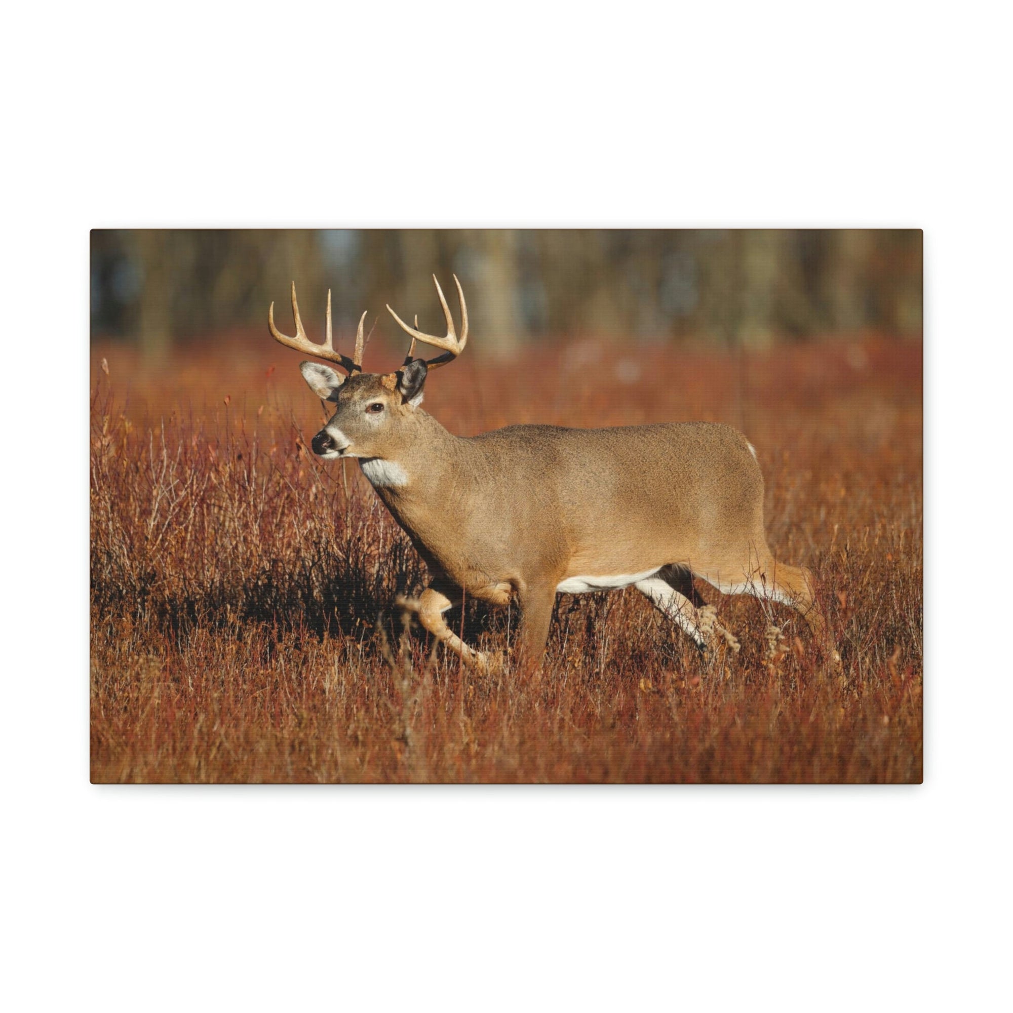 Scripture Walls White Tailed Deer Hunting White Tailed Deer on Hunt Print Animal Wall Art Wildlife Canvas Prints Wall Art Ready to Hang Unframed-Express Your Love Gifts