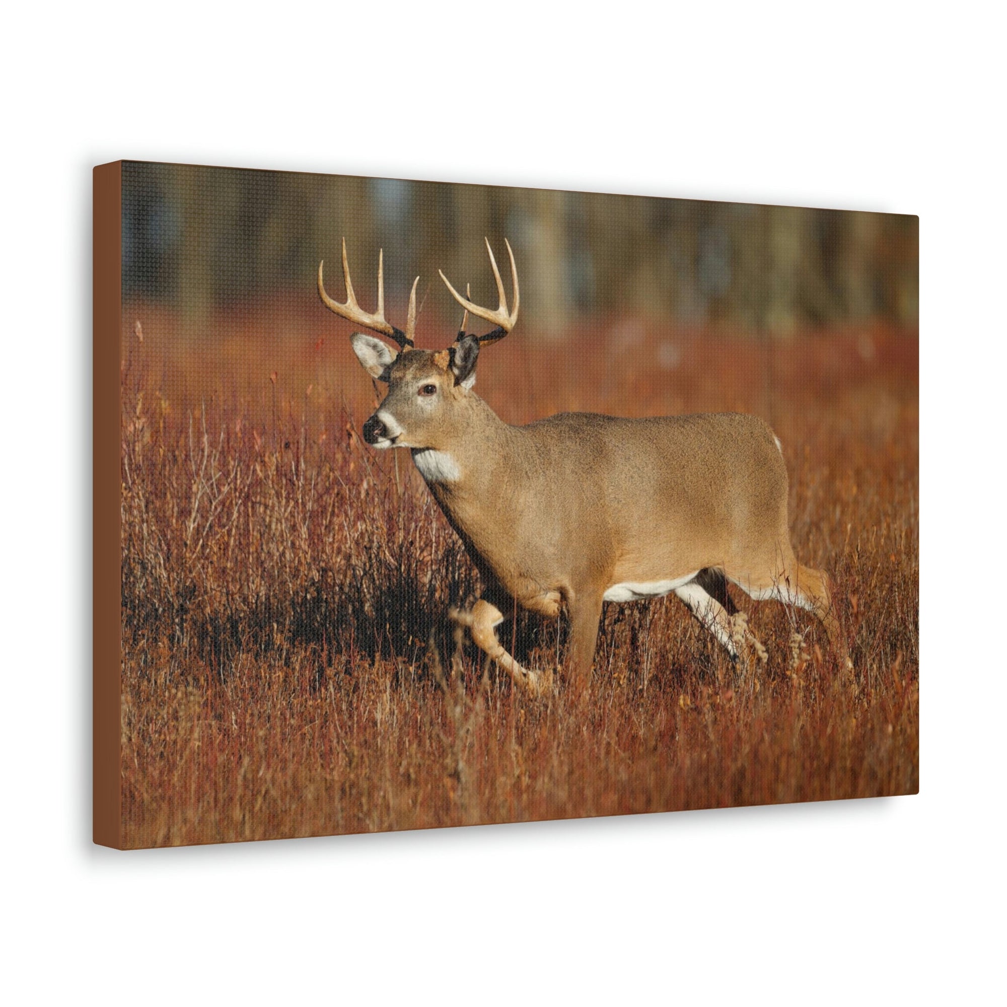 Scripture Walls White Tailed Deer Hunting White Tailed Deer on Hunt Print Animal Wall Art Wildlife Canvas Prints Wall Art Ready to Hang Unframed-Express Your Love Gifts