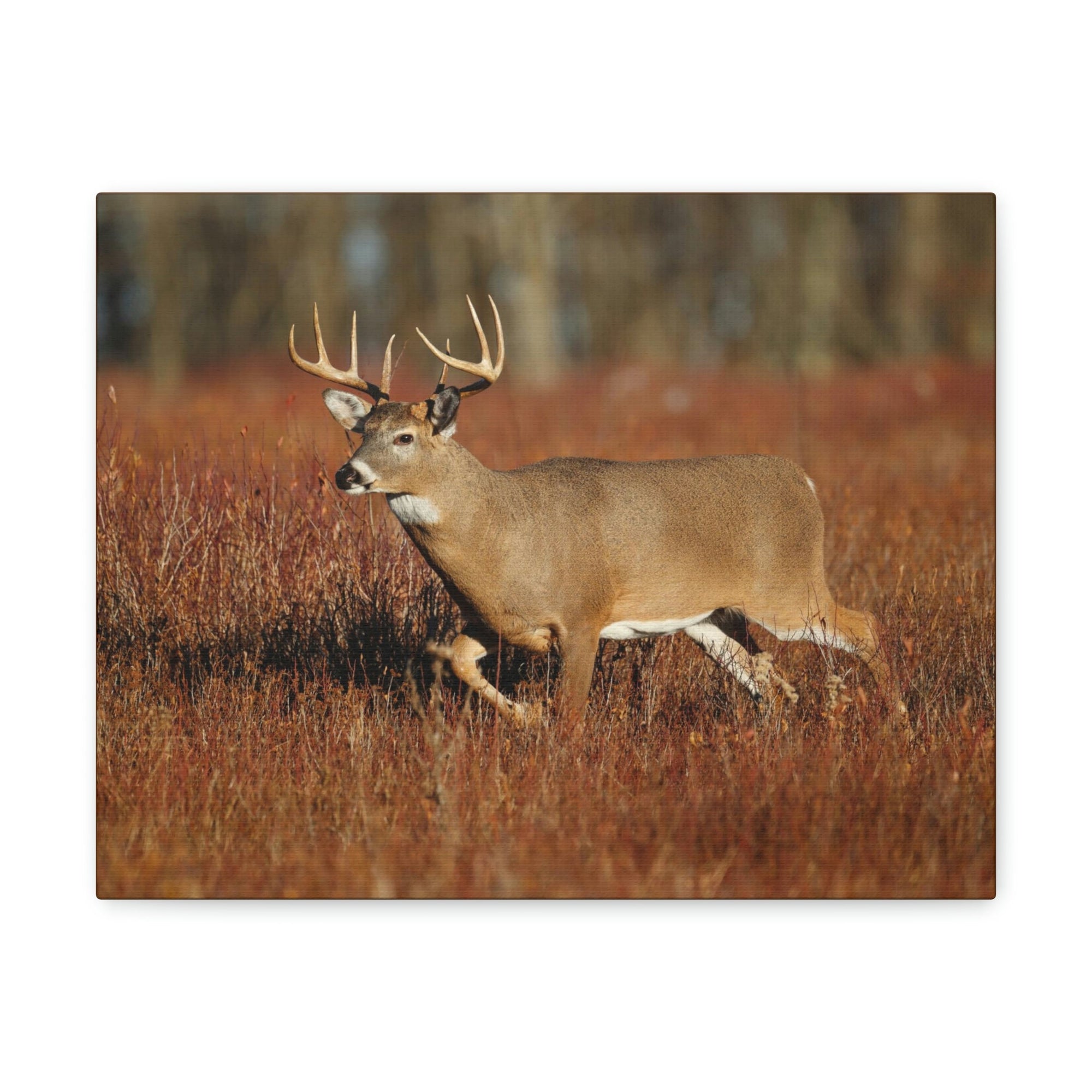 Scripture Walls White Tailed Deer Hunting White Tailed Deer on Hunt Print Animal Wall Art Wildlife Canvas Prints Wall Art Ready to Hang Unframed-Express Your Love Gifts