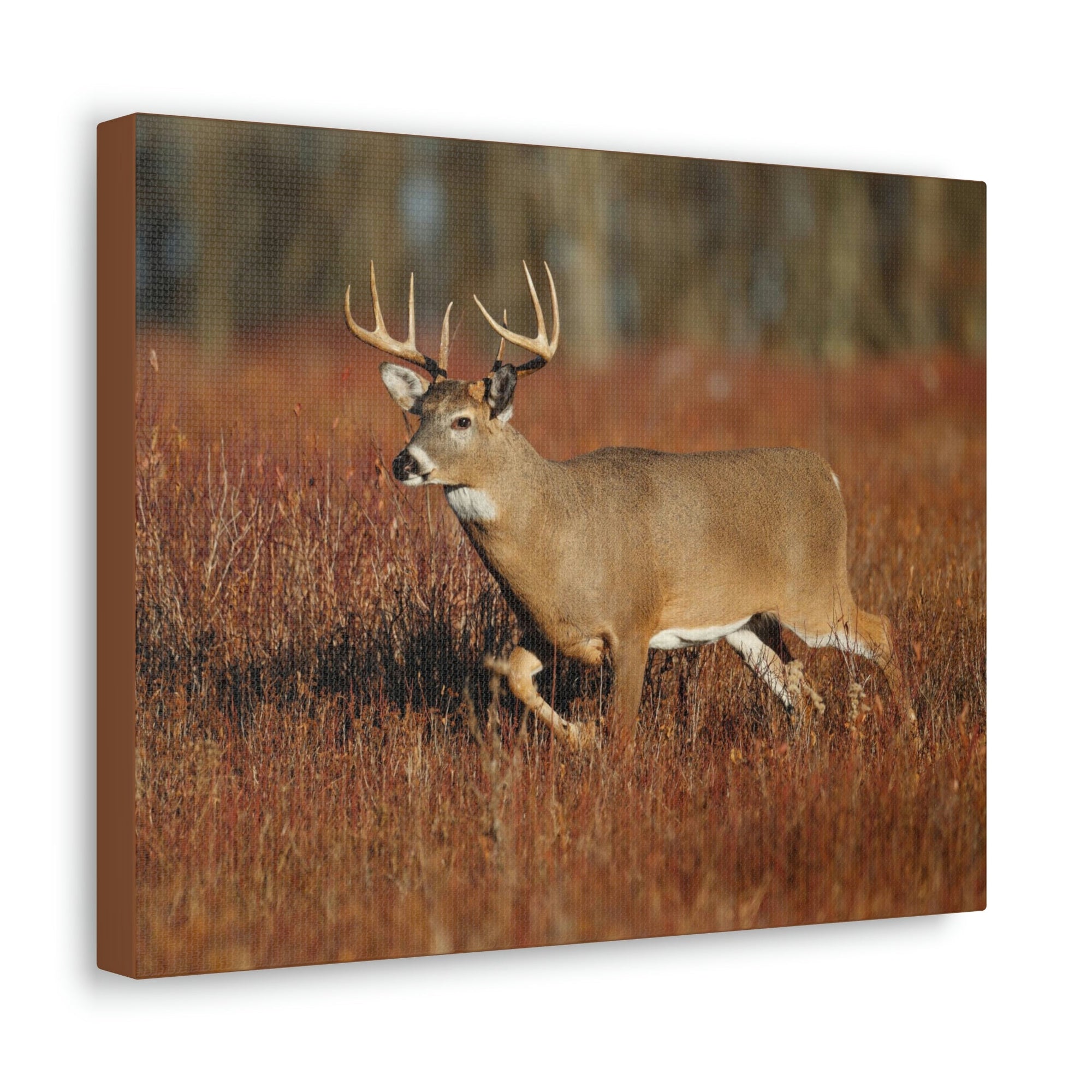 Scripture Walls White Tailed Deer Hunting White Tailed Deer on Hunt Print Animal Wall Art Wildlife Canvas Prints Wall Art Ready to Hang Unframed-Express Your Love Gifts