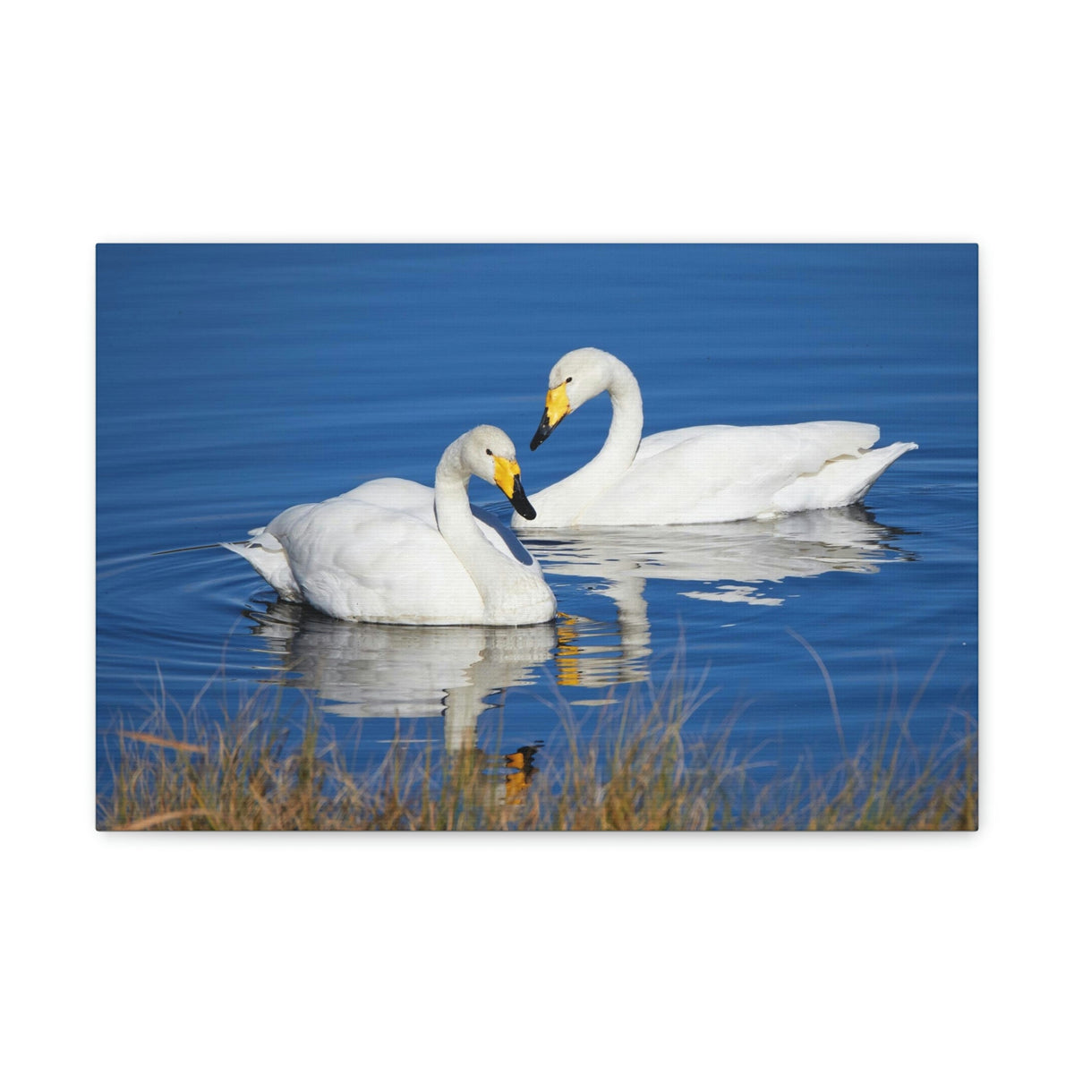 Scripture Walls Whooper Couple Whooper Couple Print Animal Wall Art Wildlife Canvas Prints Wall Art Ready to Hang Unframed-Express Your Love Gifts