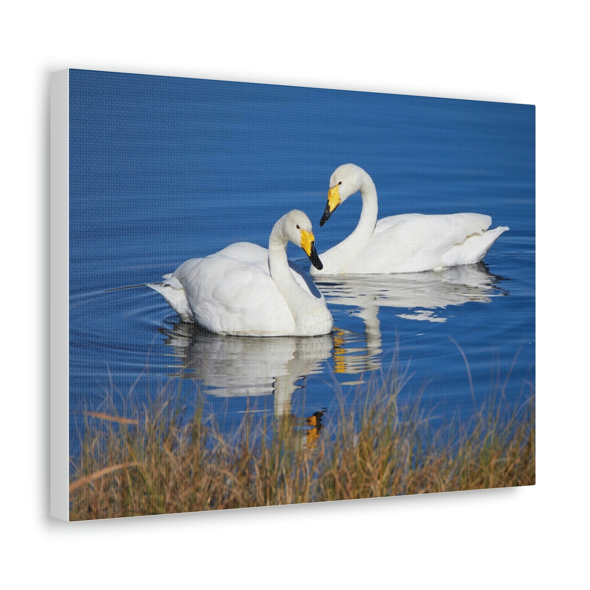 Scripture Walls Whooper Couple Whooper Couple Print Animal Wall Art Wildlife Canvas Prints Wall Art Ready to Hang Unframed-Express Your Love Gifts