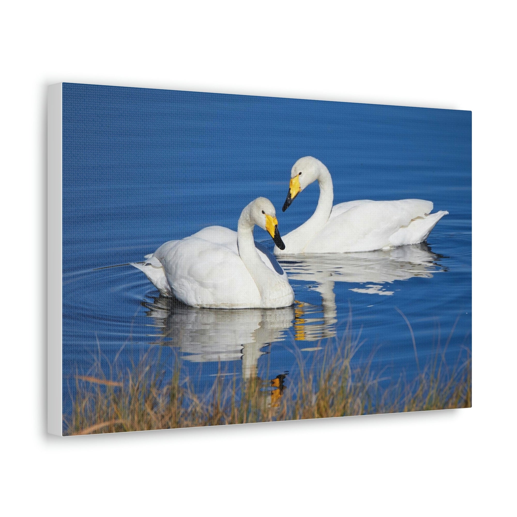 Scripture Walls Whooper Couple Whooper Couple Print Animal Wall Art Wildlife Canvas Prints Wall Art Ready to Hang Unframed-Express Your Love Gifts