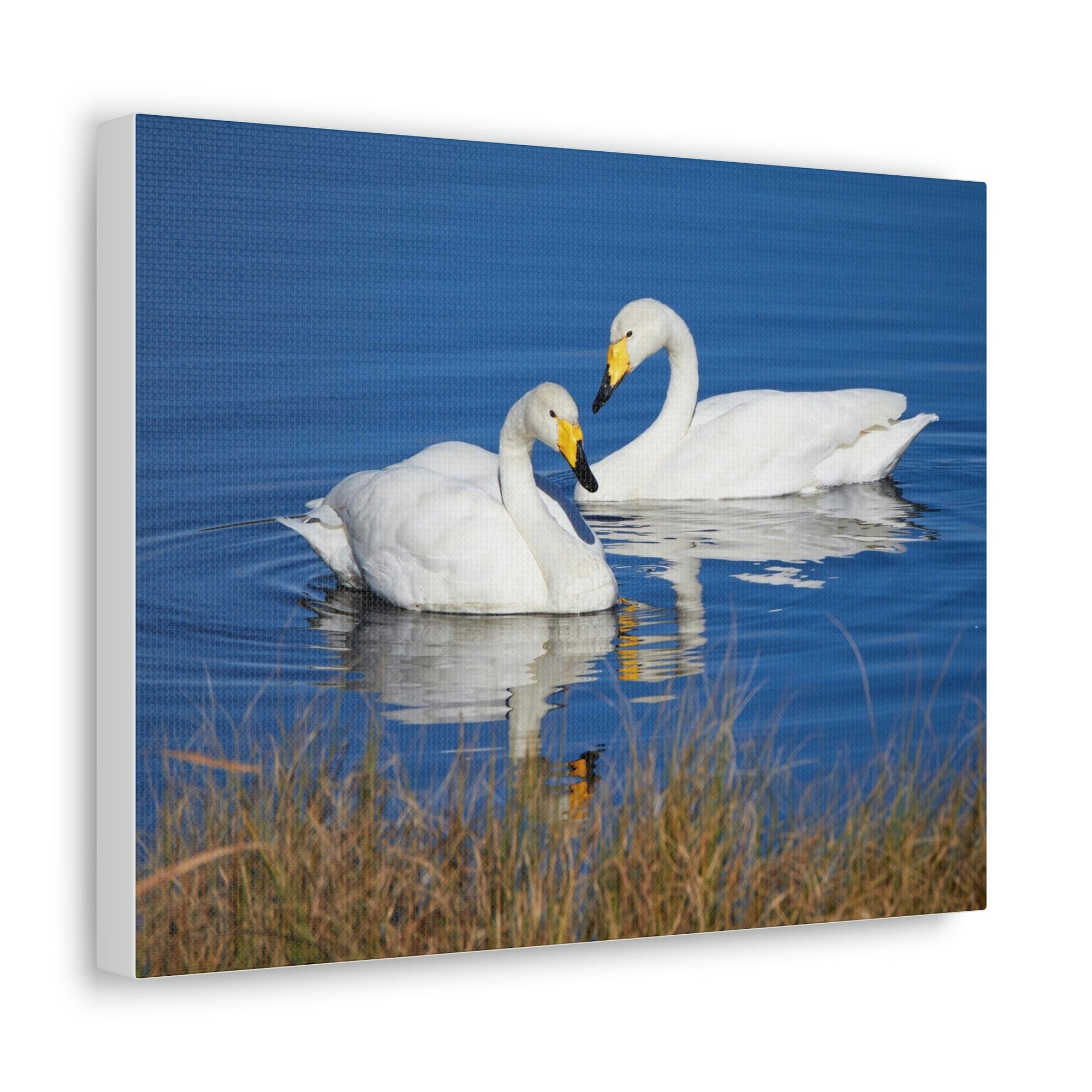 Scripture Walls Whooper Couple Whooper Couple Print Animal Wall Art Wildlife Canvas Prints Wall Art Ready to Hang Unframed-Express Your Love Gifts