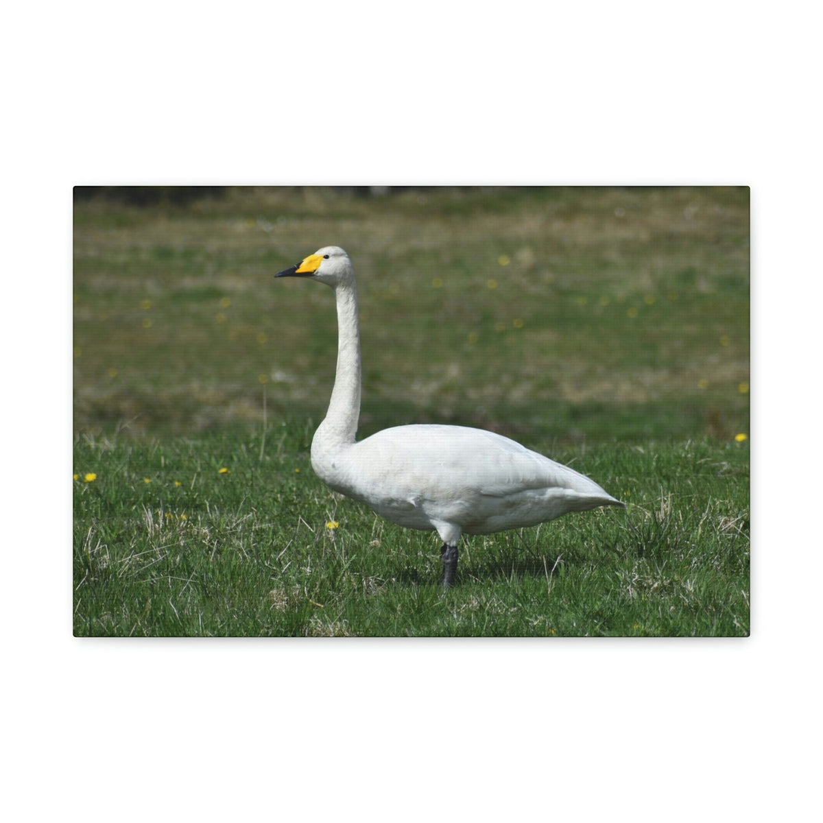 Scripture Walls Whooper Hunting Whooper on Hunt Print Animal Wall Art Wildlife Canvas Prints Wall Art Ready to Hang Unframed-Express Your Love Gifts