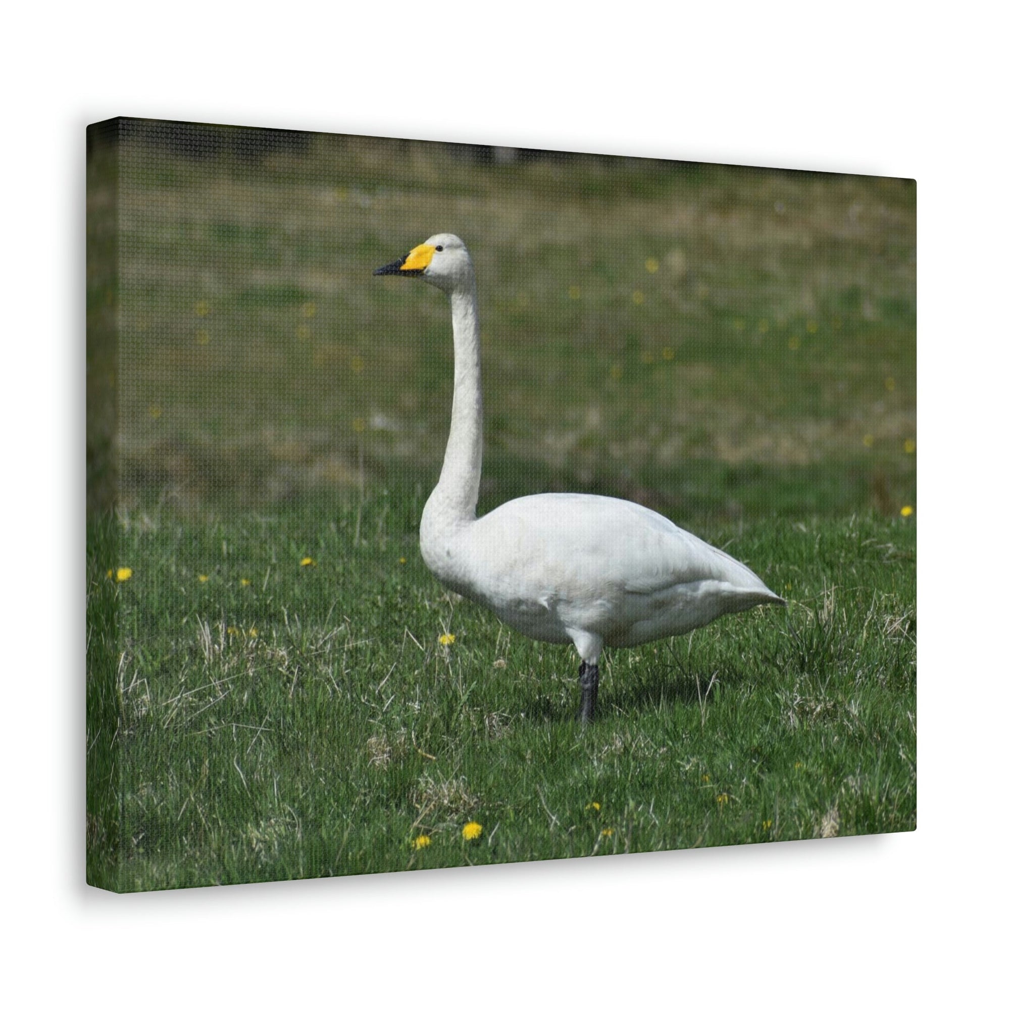 Scripture Walls Whooper Hunting Whooper on Hunt Print Animal Wall Art Wildlife Canvas Prints Wall Art Ready to Hang Unframed-Express Your Love Gifts