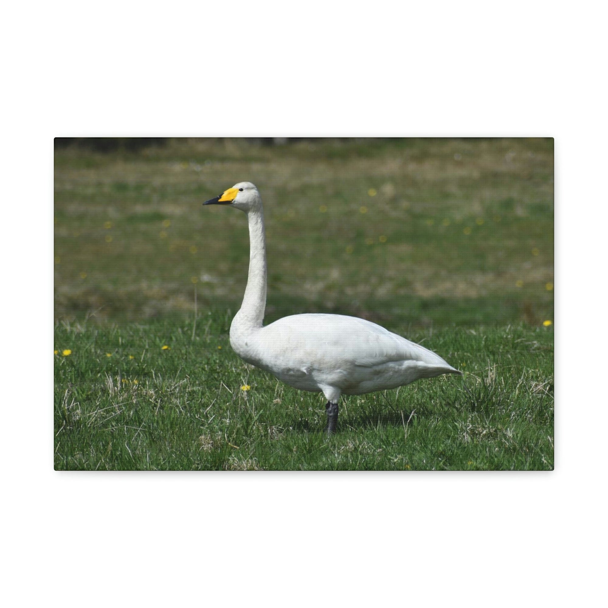 Scripture Walls Whooper Hunting Whooper on Hunt Print Animal Wall Art Wildlife Canvas Prints Wall Art Ready to Hang Unframed-Express Your Love Gifts