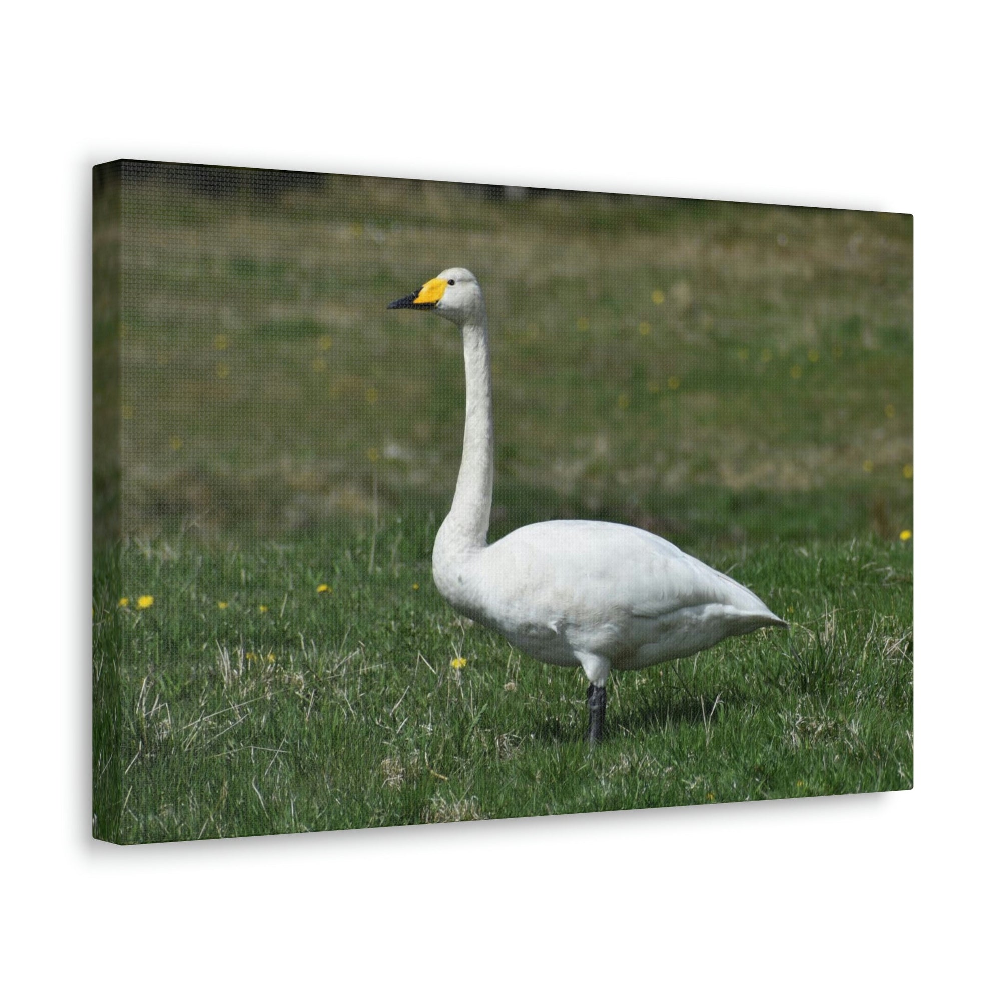 Scripture Walls Whooper Hunting Whooper on Hunt Print Animal Wall Art Wildlife Canvas Prints Wall Art Ready to Hang Unframed-Express Your Love Gifts