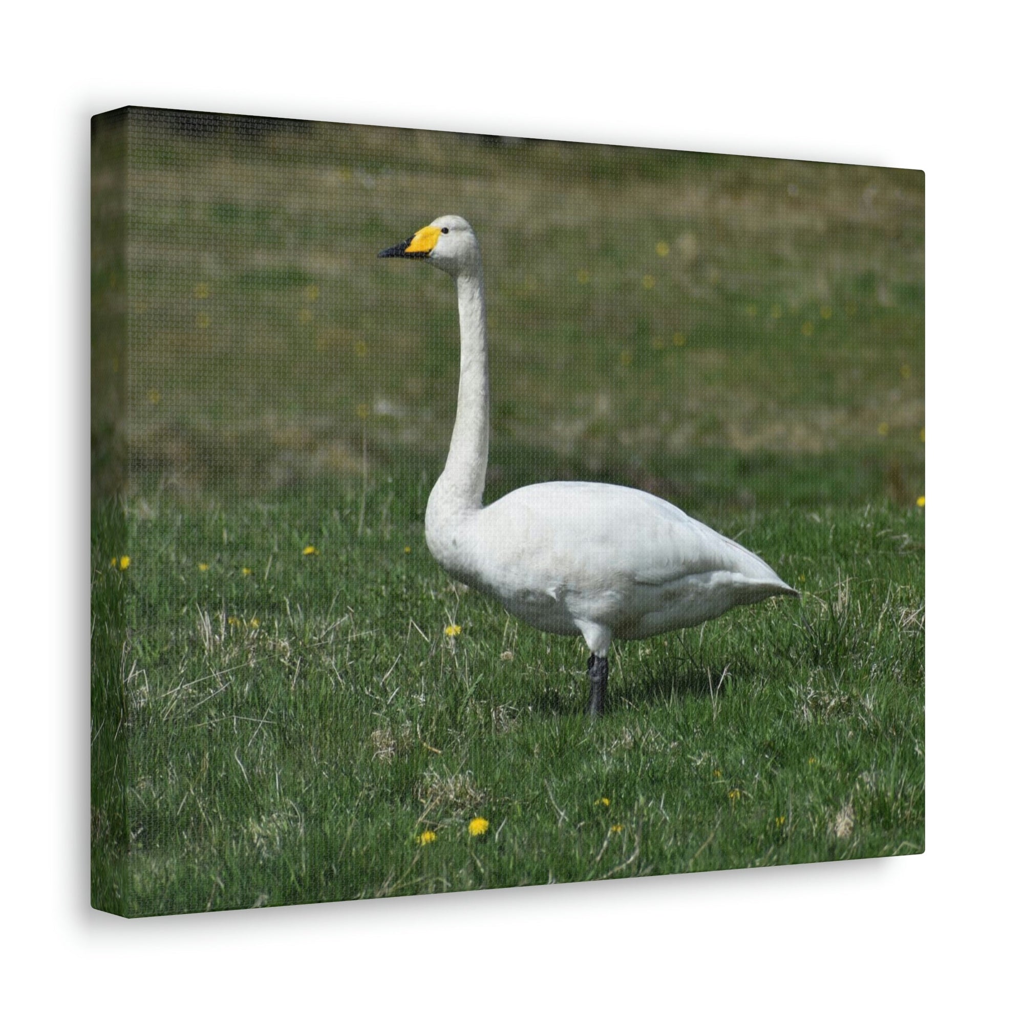 Scripture Walls Whooper Hunting Whooper on Hunt Print Animal Wall Art Wildlife Canvas Prints Wall Art Ready to Hang Unframed-Express Your Love Gifts