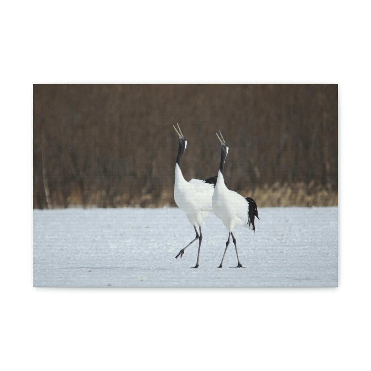 Scripture Walls Whooping Crane Couple Whooping Crane Couple Print Animal Wall Art Wildlife Canvas Prints Wall Art Ready to Hang Unframed-Express Your Love Gifts