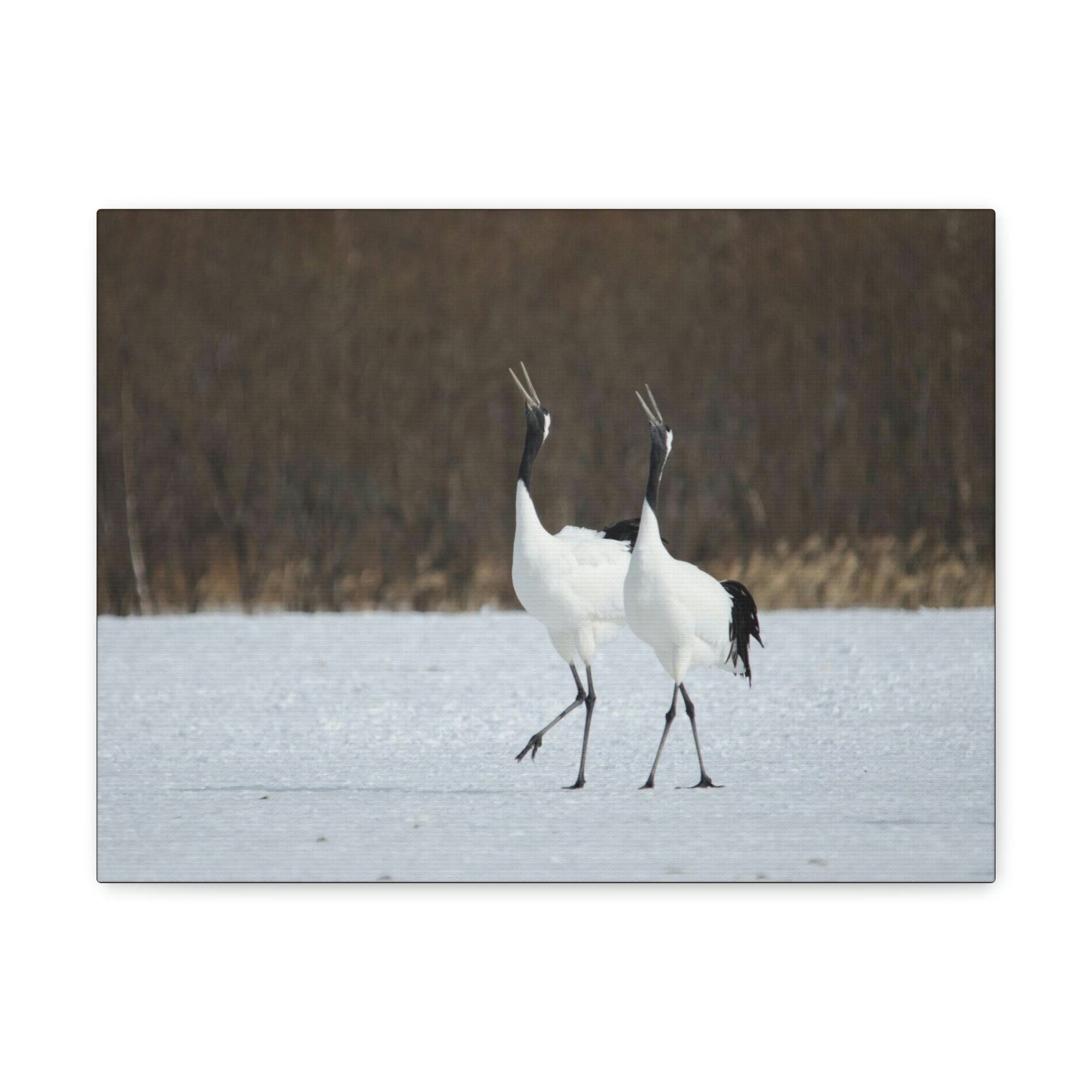 Scripture Walls Whooping Crane Couple Whooping Crane Couple Print Animal Wall Art Wildlife Canvas Prints Wall Art Ready to Hang Unframed-Express Your Love Gifts