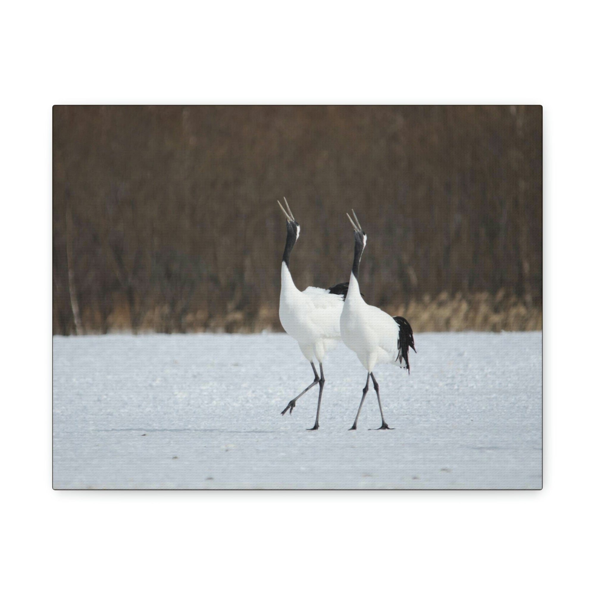 Scripture Walls Whooping Crane Couple Whooping Crane Couple Print Animal Wall Art Wildlife Canvas Prints Wall Art Ready to Hang Unframed-Express Your Love Gifts