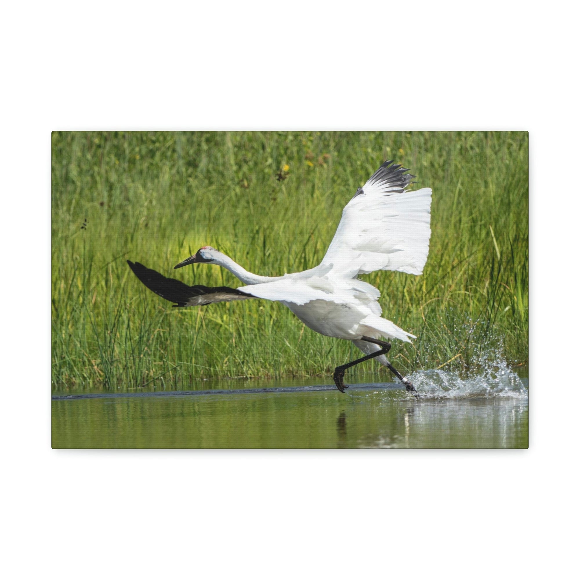 Scripture Walls Whooping Crane Hunting Whooping Crane on Hunt Print Animal Wall Art Wildlife Canvas Prints Wall Art Ready to Hang Unframed-Express Your Love Gifts