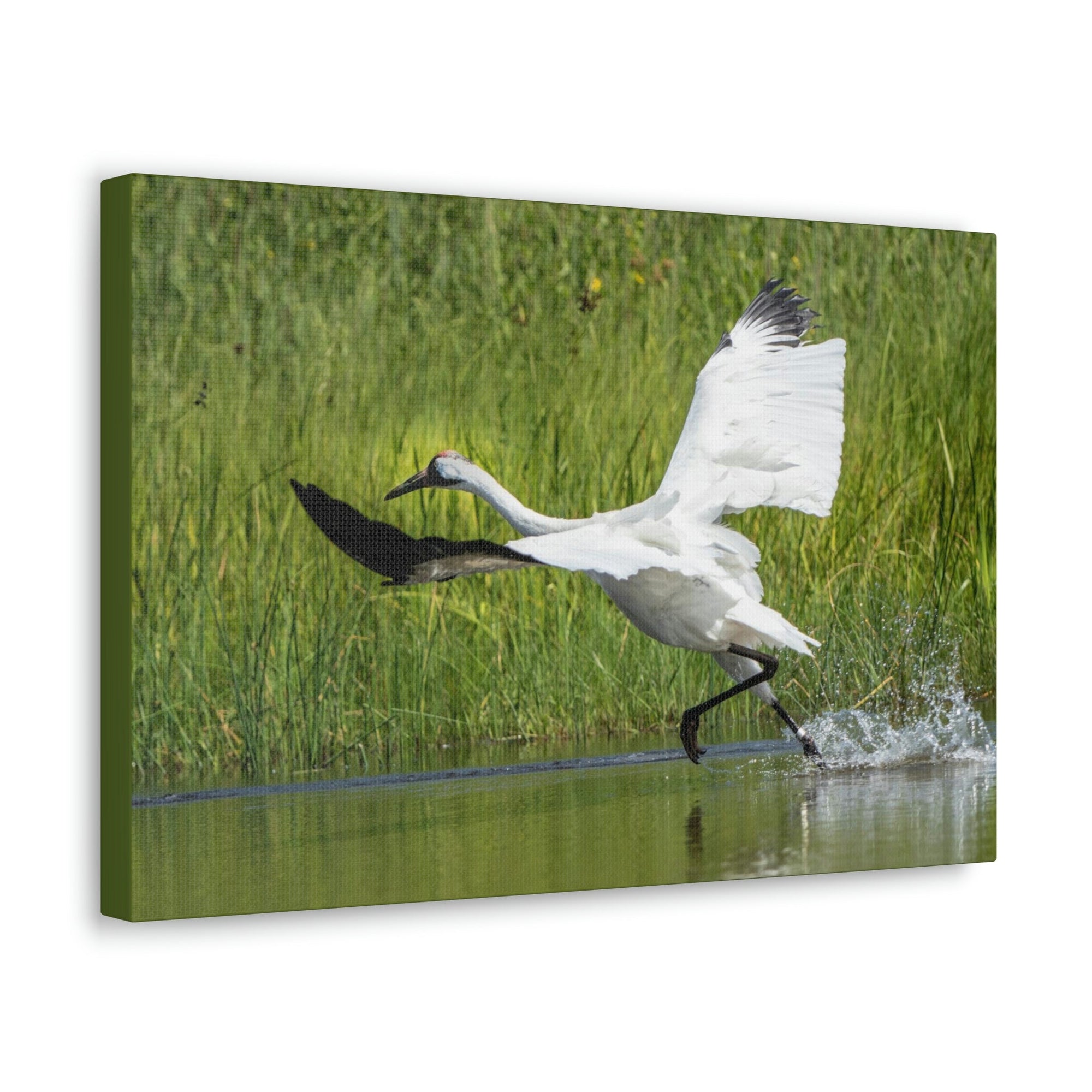 Scripture Walls Whooping Crane Hunting Whooping Crane on Hunt Print Animal Wall Art Wildlife Canvas Prints Wall Art Ready to Hang Unframed-Express Your Love Gifts