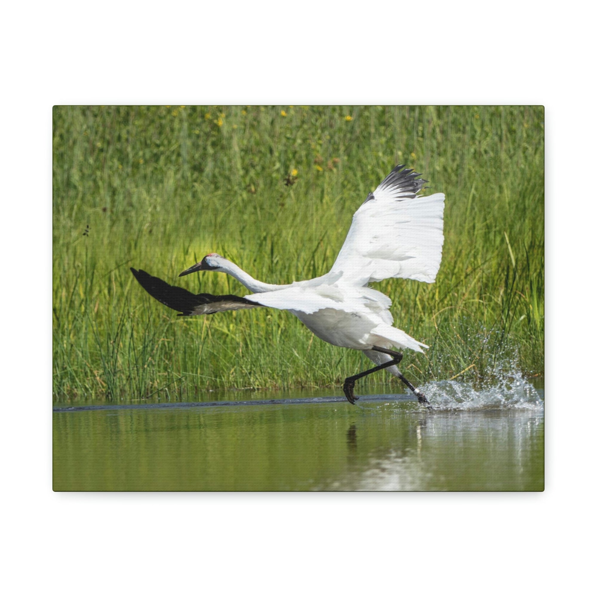 Scripture Walls Whooping Crane Hunting Whooping Crane on Hunt Print Animal Wall Art Wildlife Canvas Prints Wall Art Ready to Hang Unframed-Express Your Love Gifts